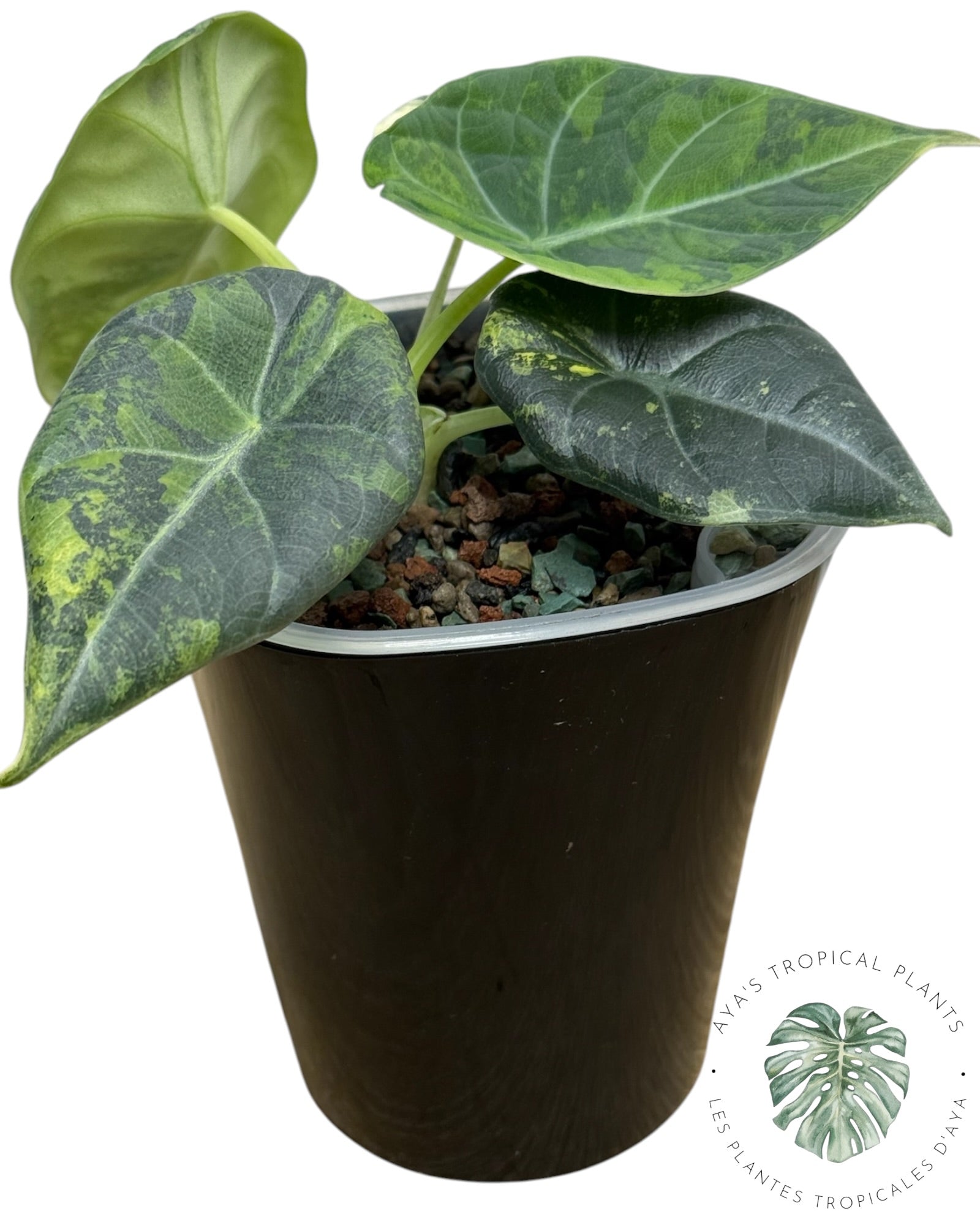 Alocasia Maharani Golden Lime