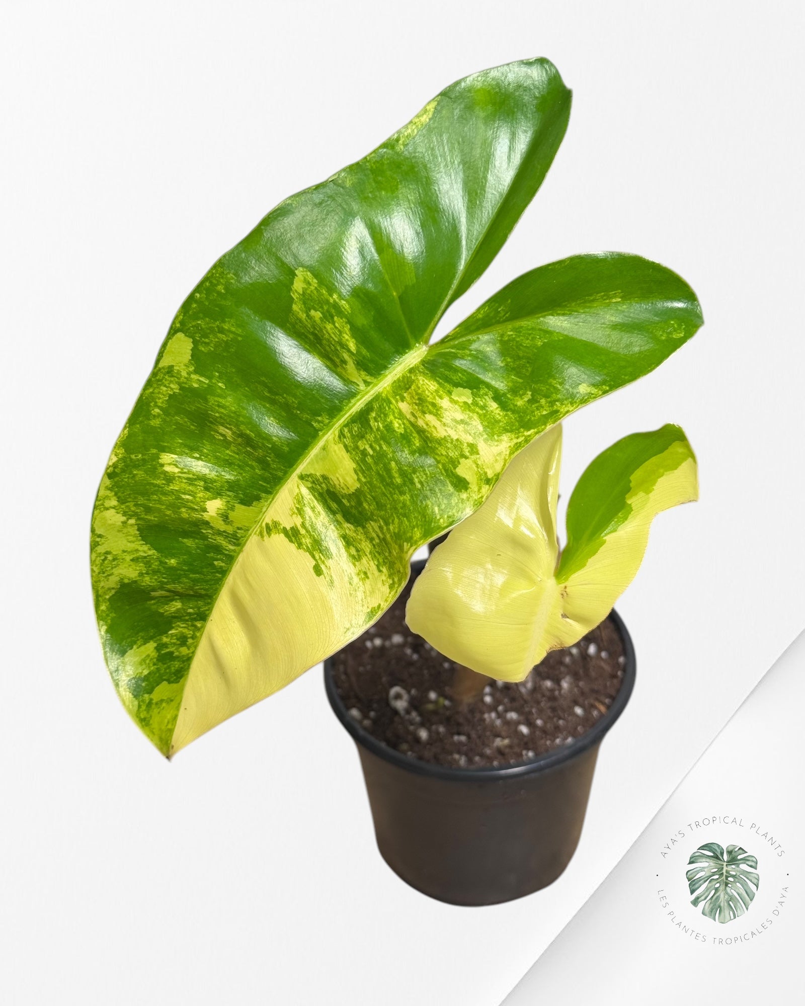 Philodendron Floride Beauté-M232