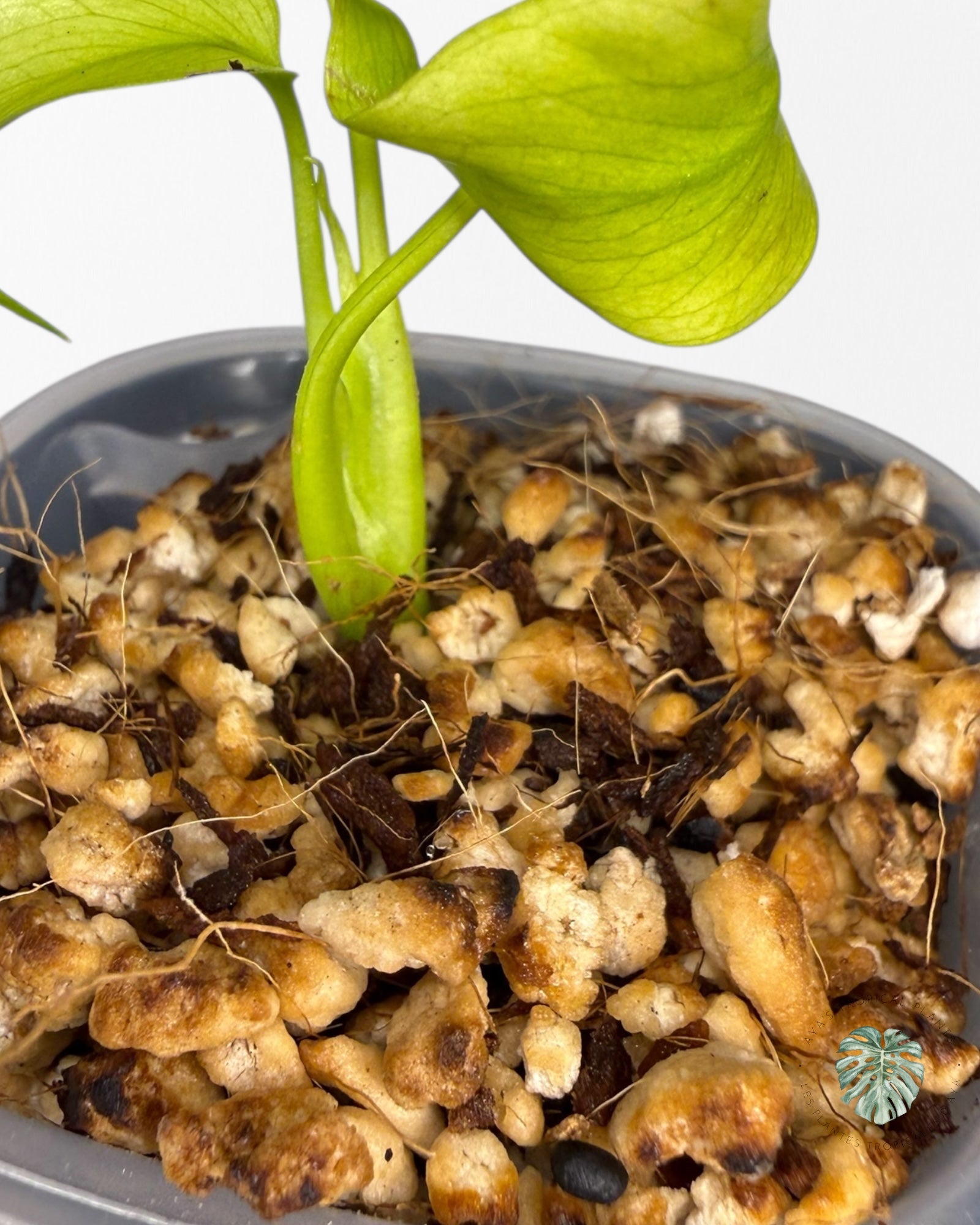 Monstera Deliciosa ‘Lemon Lime’