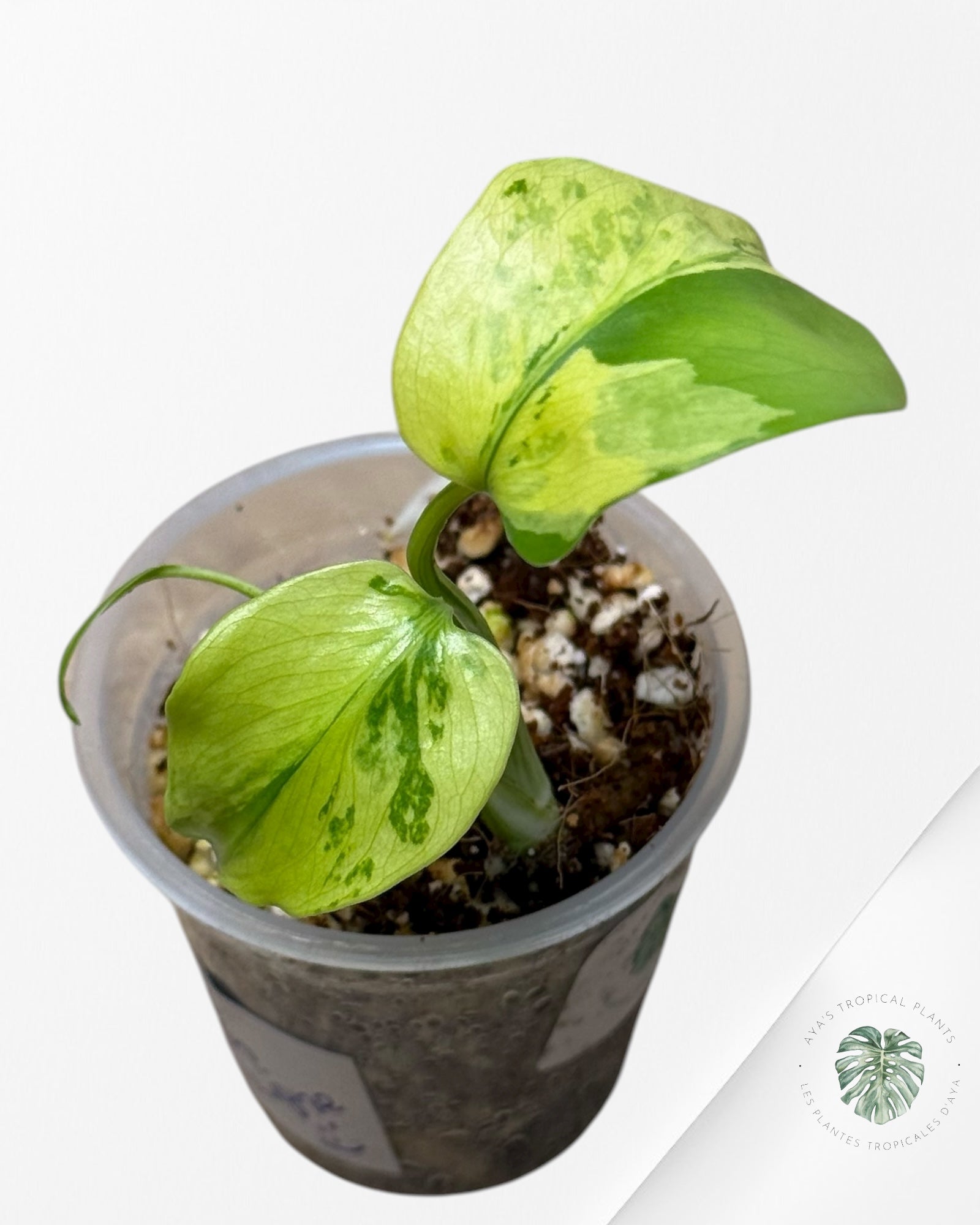 Monstera Deliciosa Electrolyte |Rare TC Plant | Aya's Tropical Plants