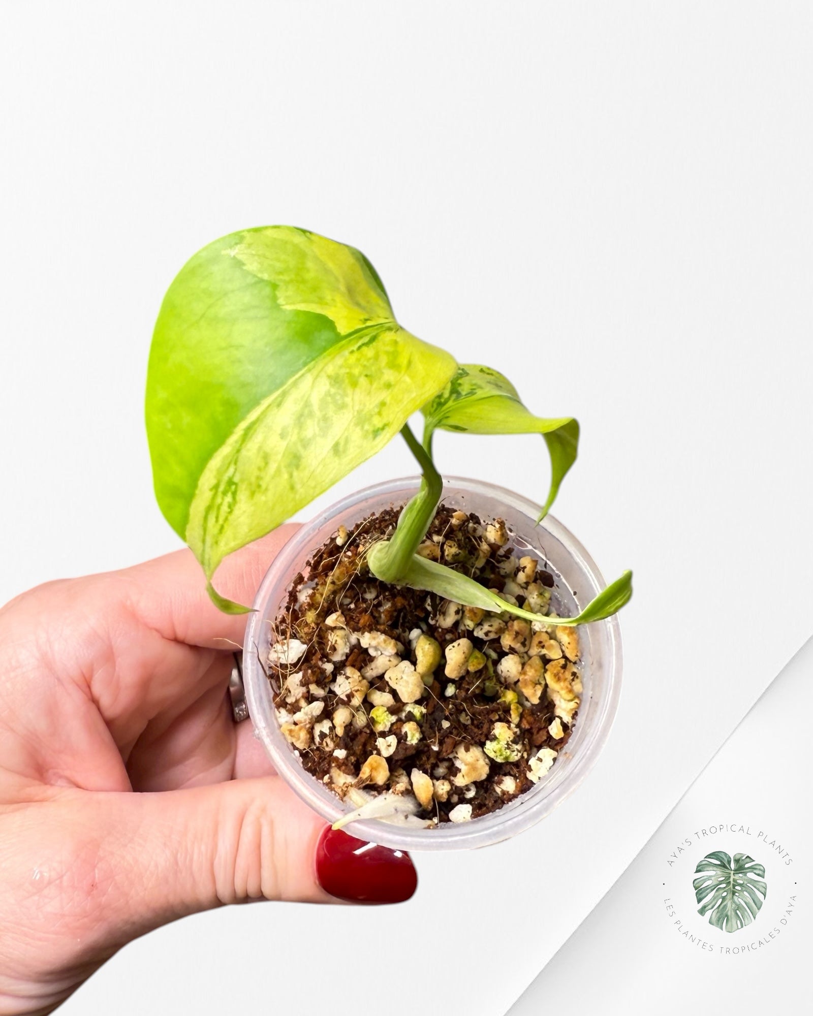 Monstera Deliciosa Electrolyte |Rare TC Plant | Aya's Tropical Plants