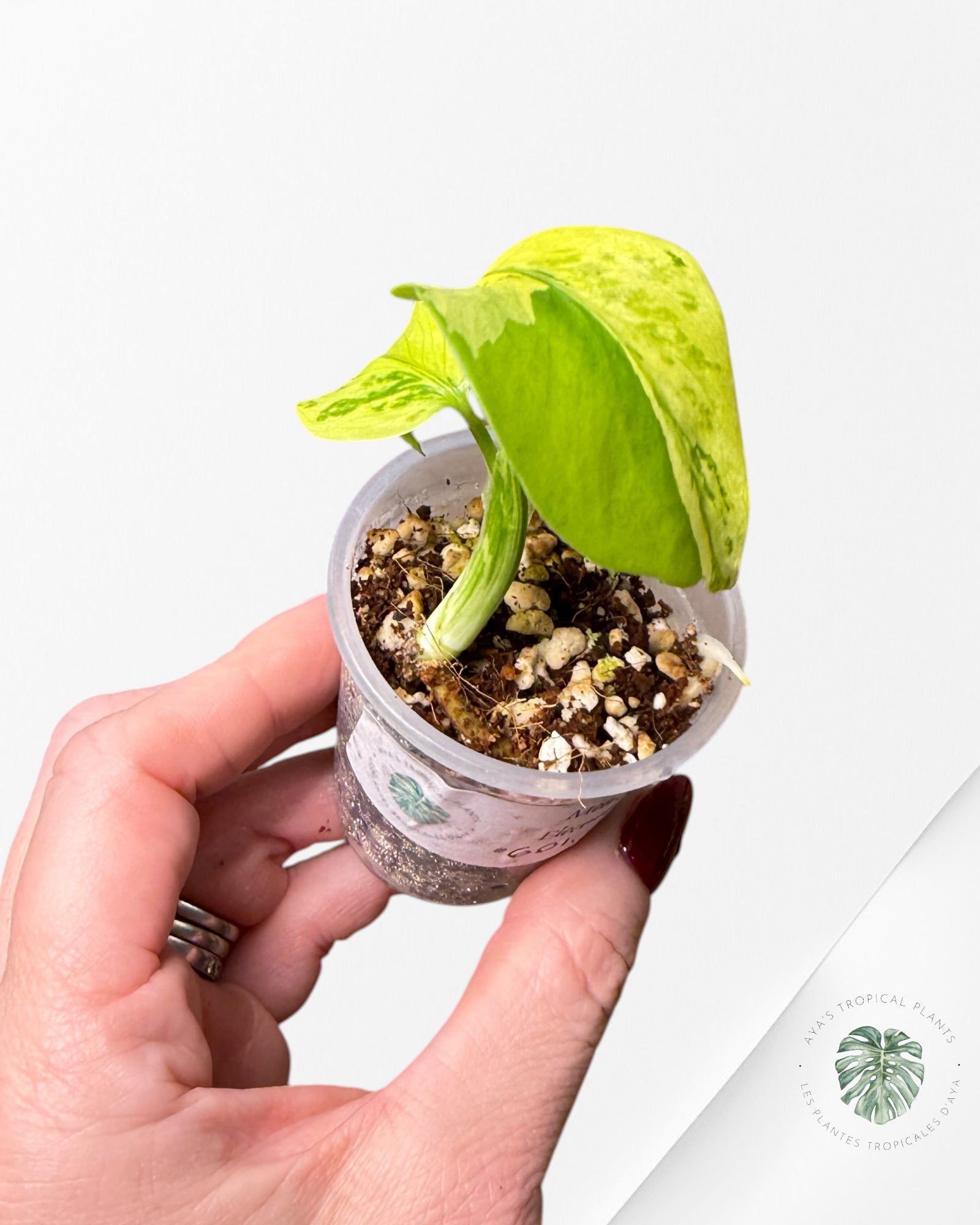 Monstera Deliciosa Electrolyte |Rare TC Plant | Aya's Tropical Plants