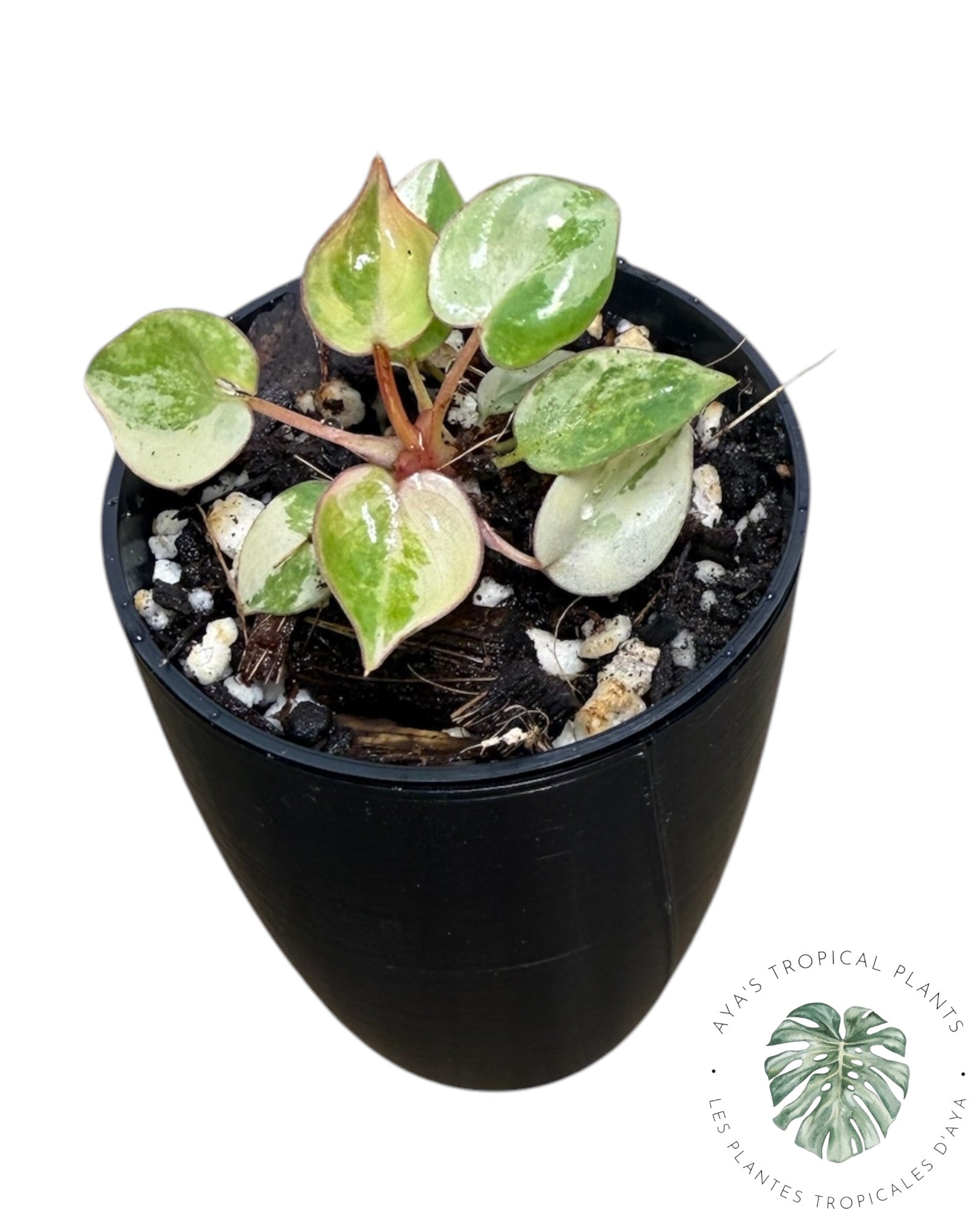 Philodendron Billietiae panaché