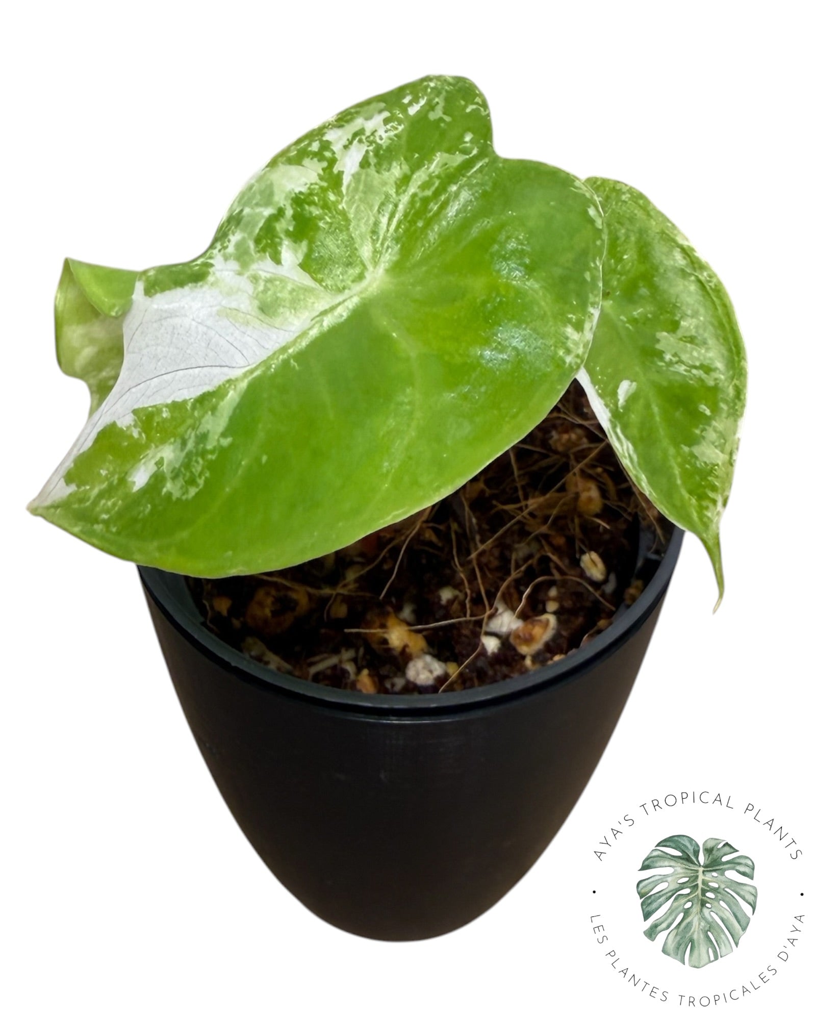 Alocasia Pink Dragon Albo