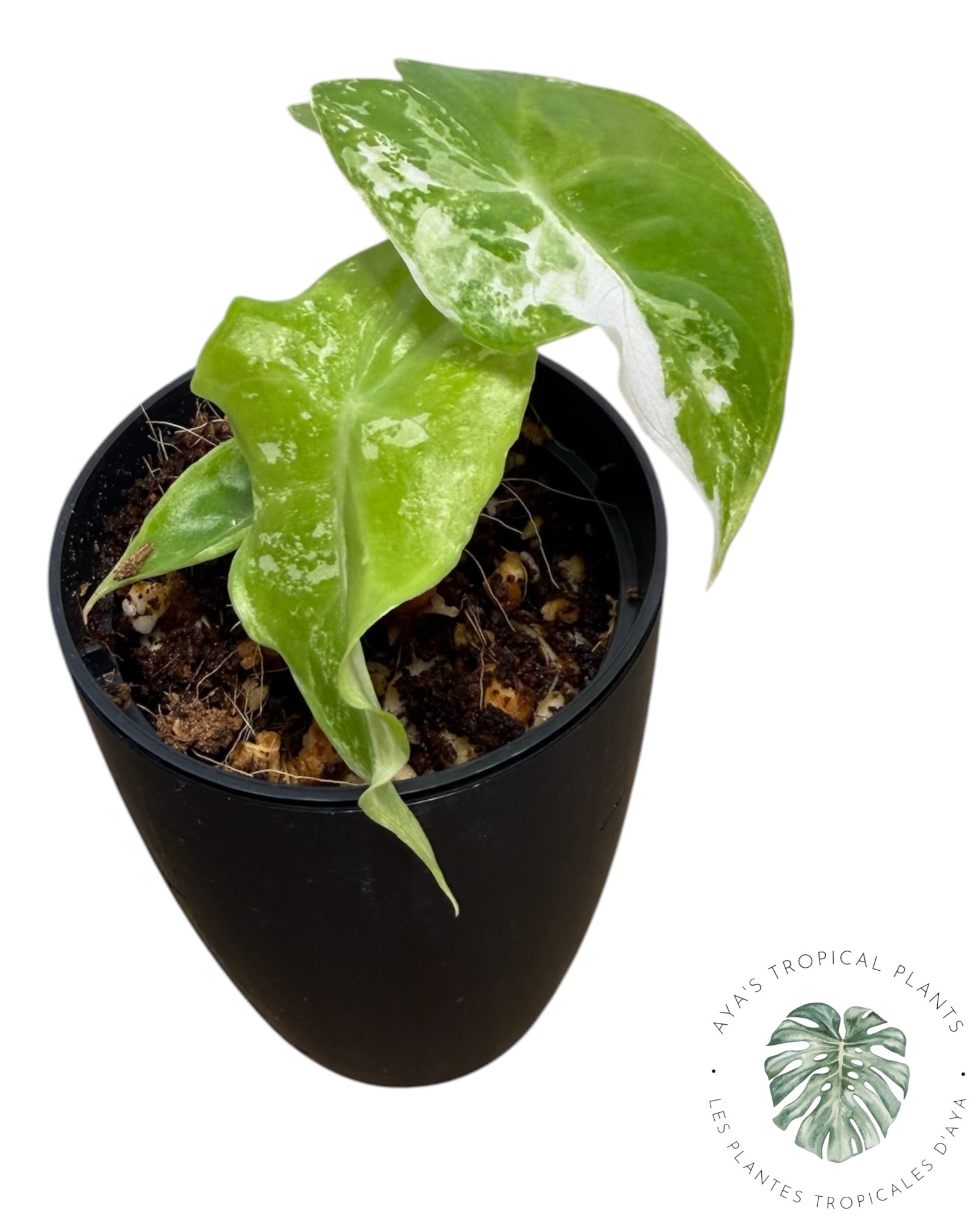 Alocasia Pink Dragon Albo