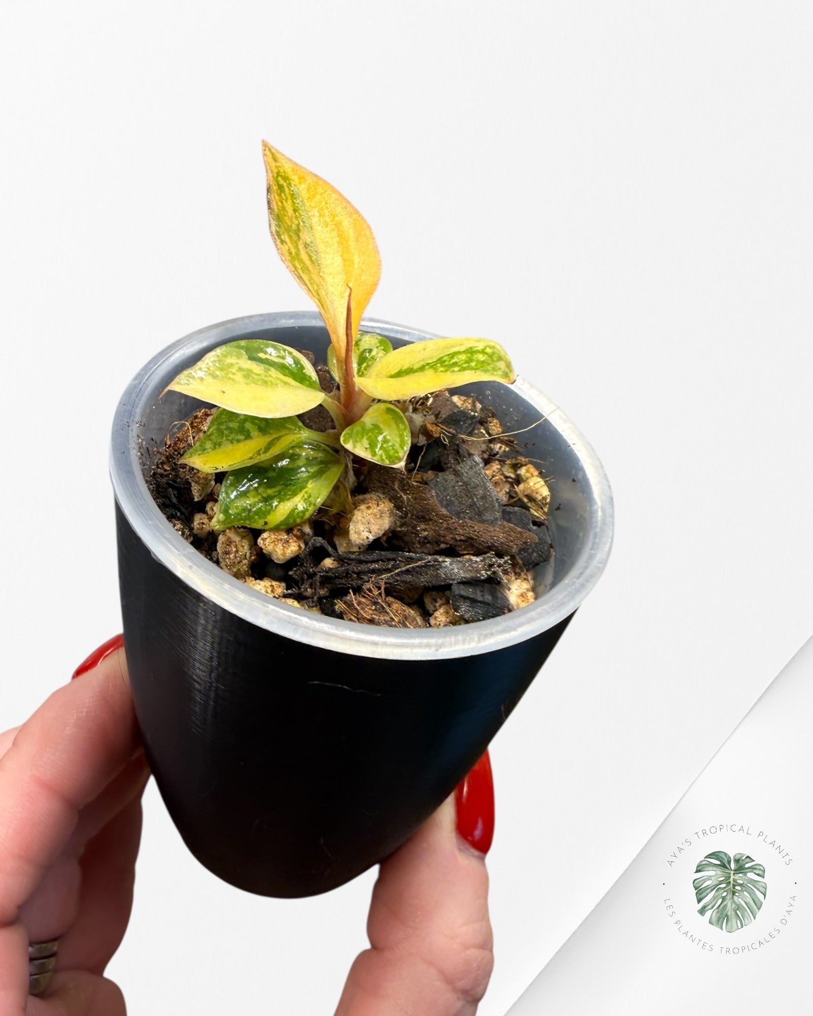 Philodendron Caramel Marble ‘Fire Tiger’