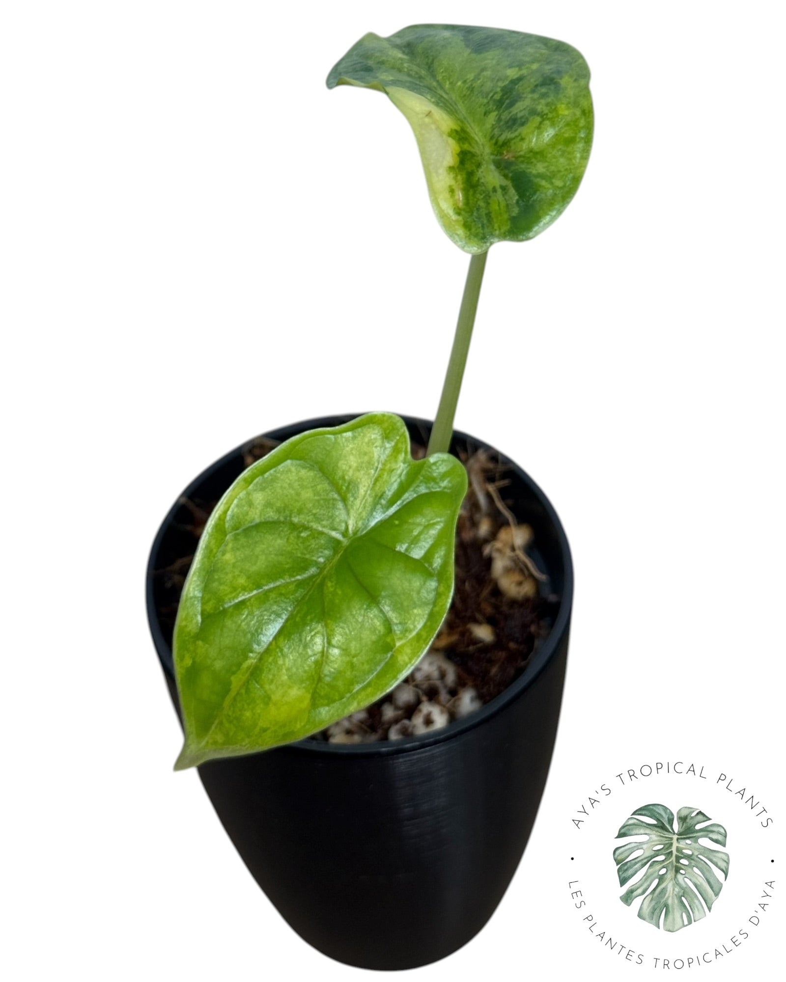 Alocasia Dragon Scale Aurea Variegated