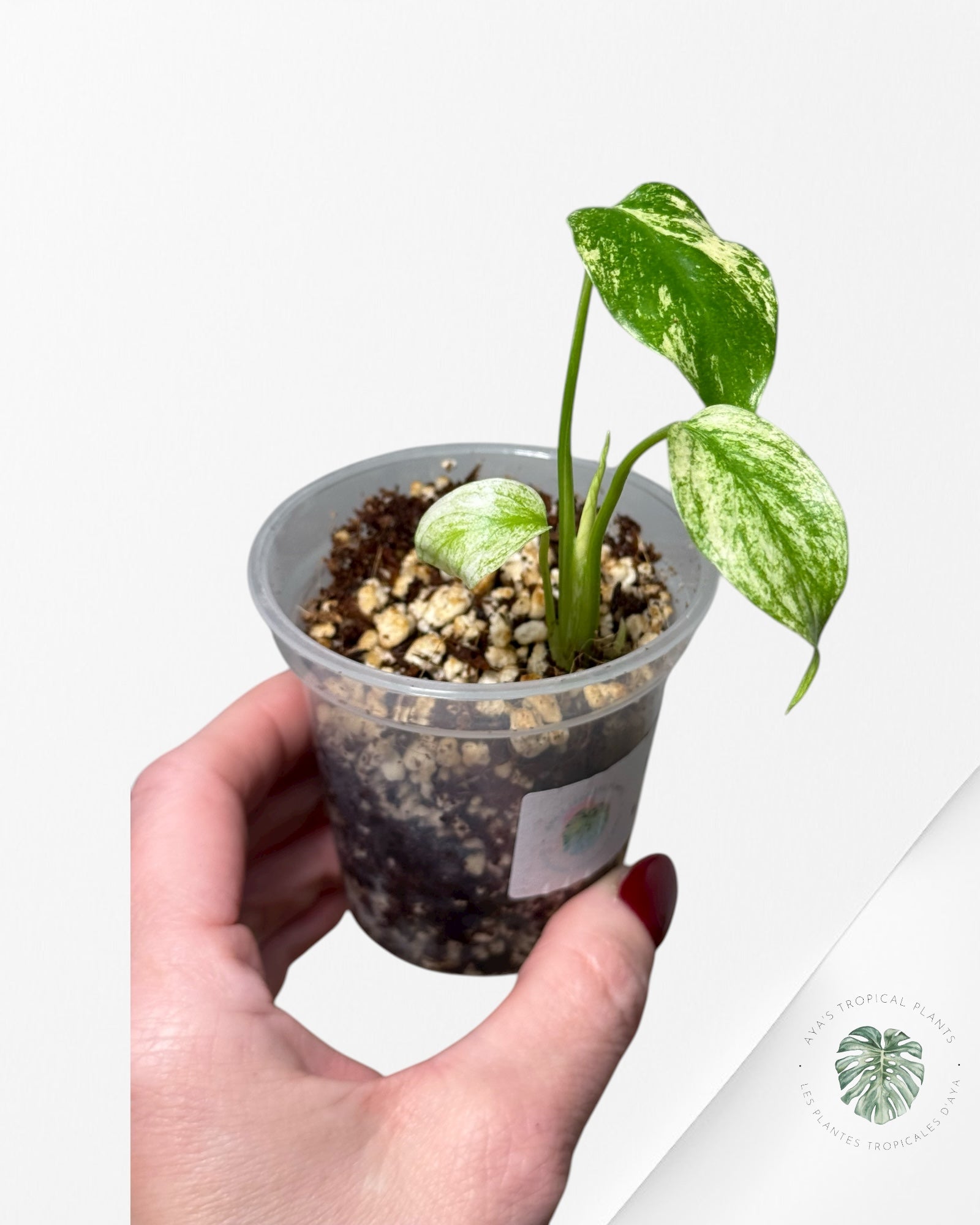 Monstera Mint | Rare TC Plant | Aya's Tropical Plants