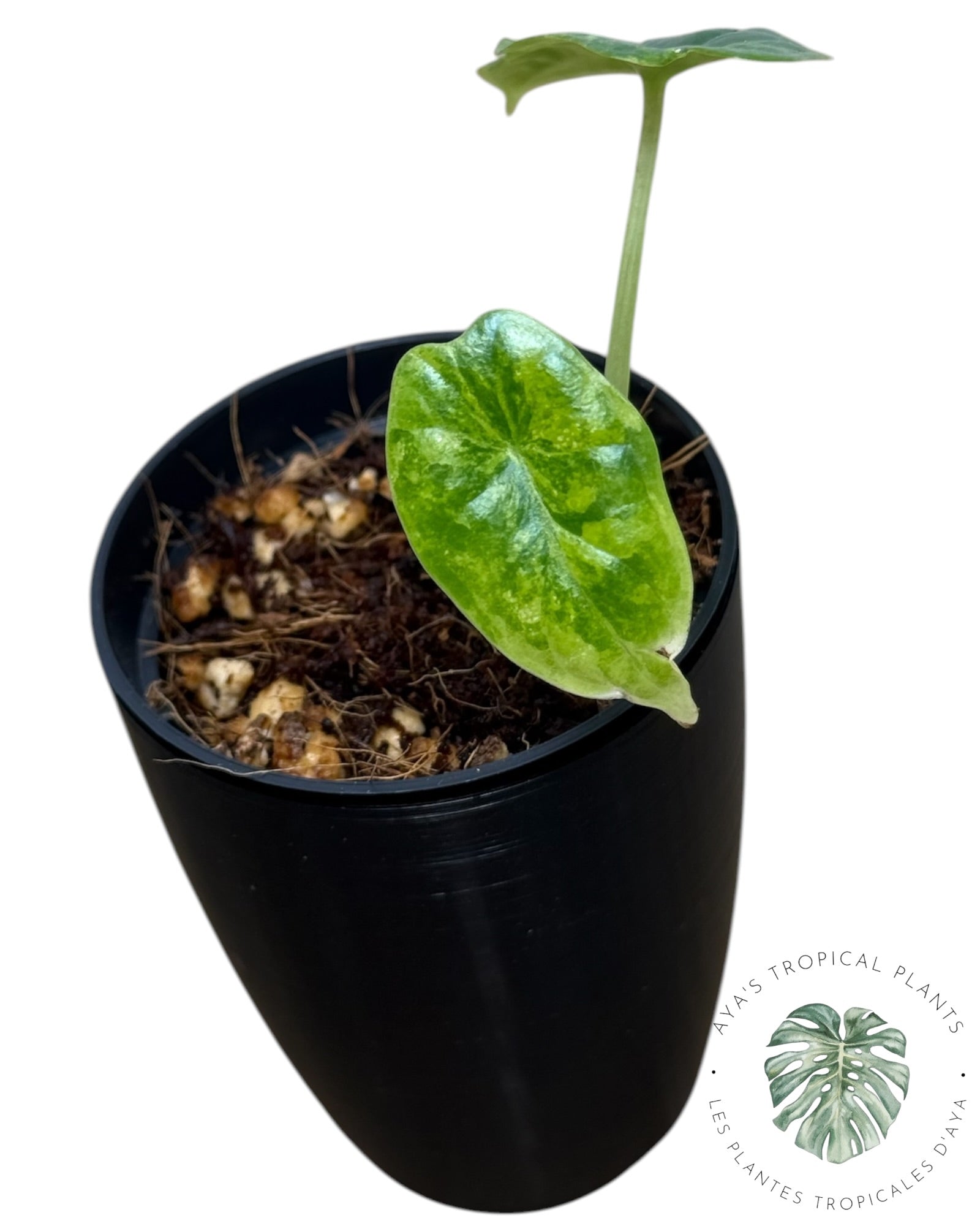 Alocasia Dragon Scale Aurea Variegated