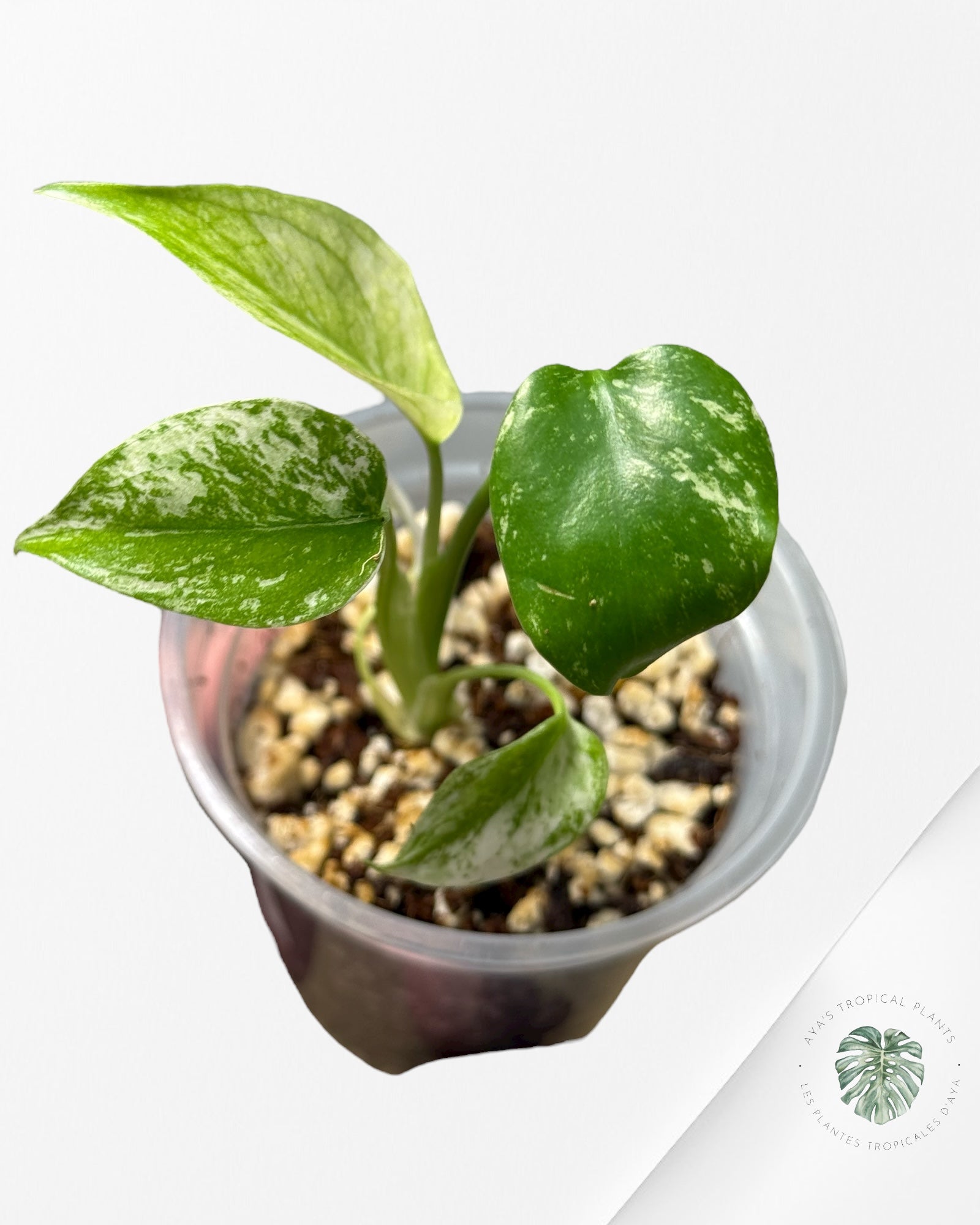 Monstera Mint | Rare TC Plant | Aya's Tropical Plants