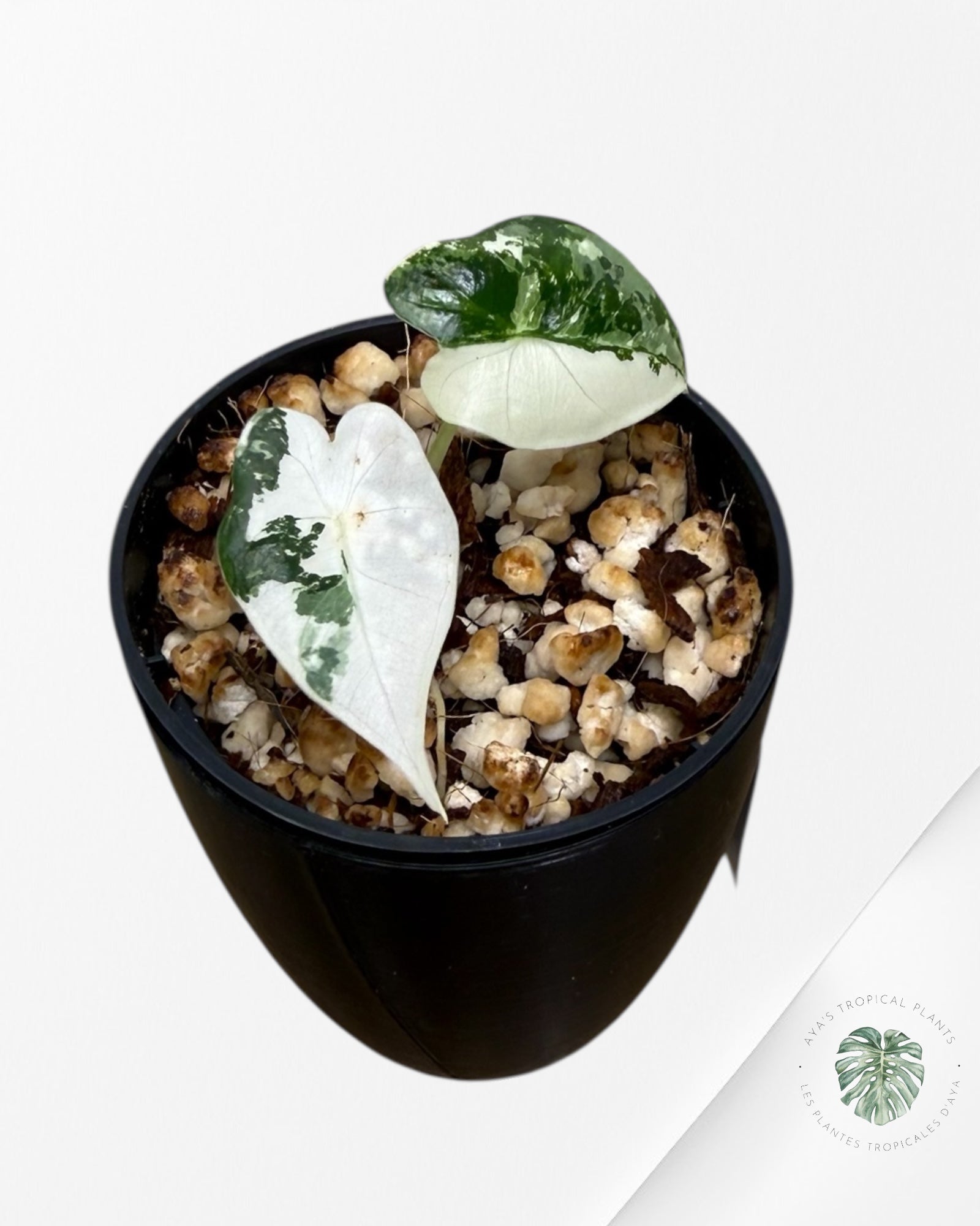 Alocasia Frydek Variegated