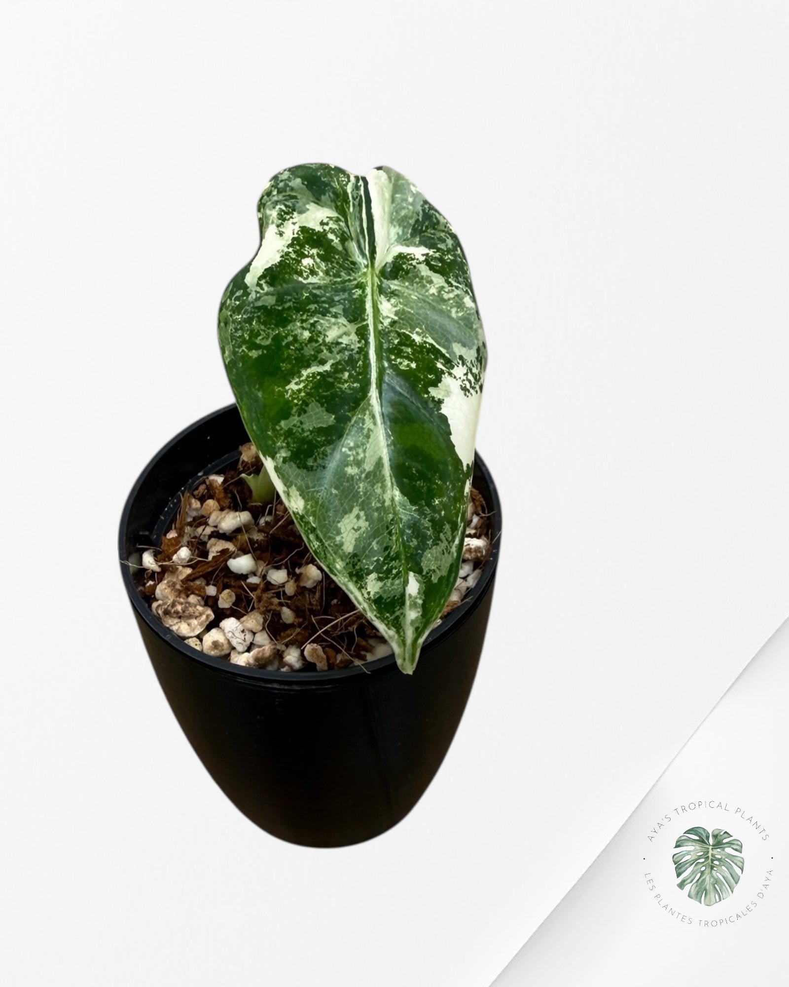 Alocasia Frydek Variegated