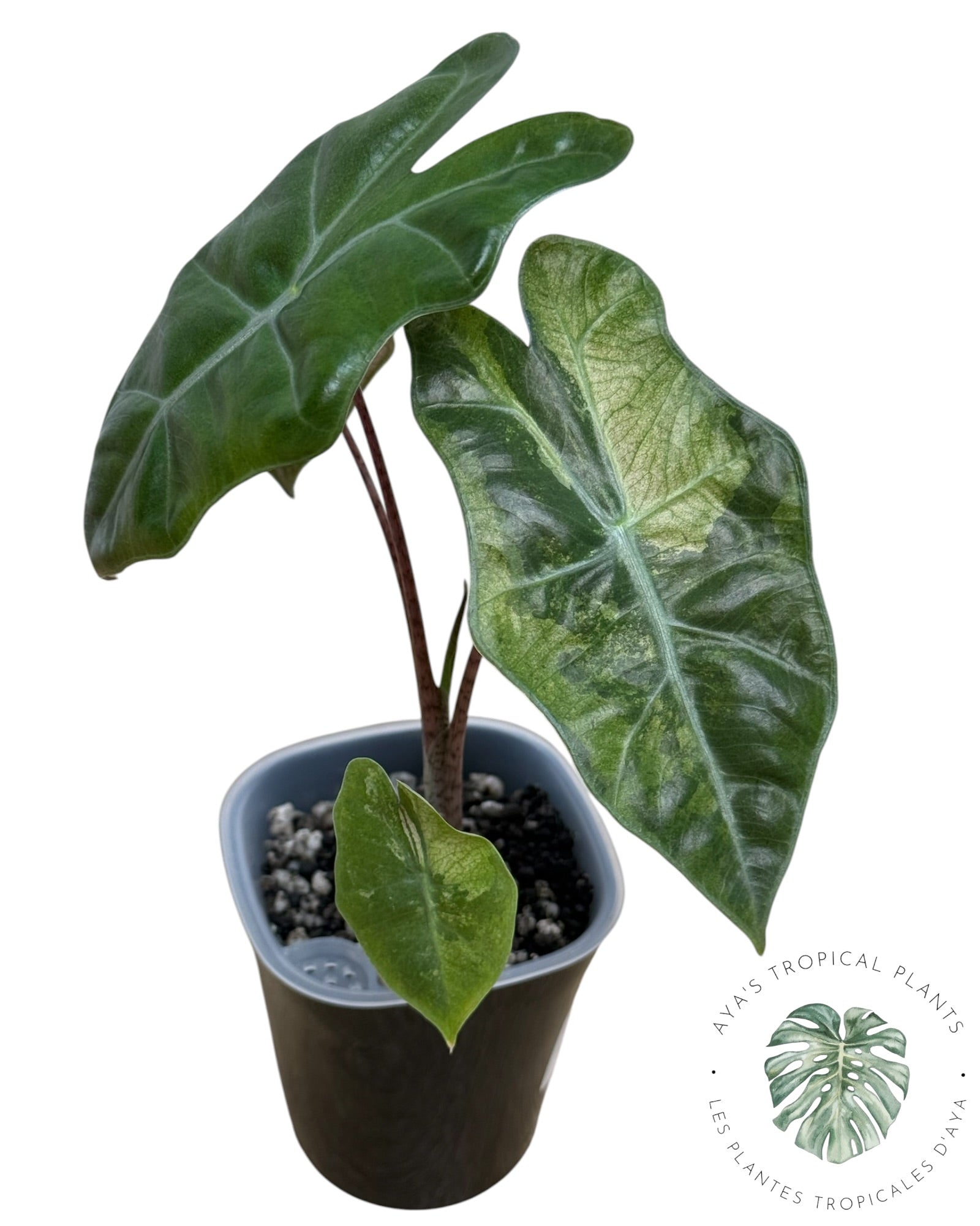 Alocasia Pseudo-Sanderiana Pink Variegated