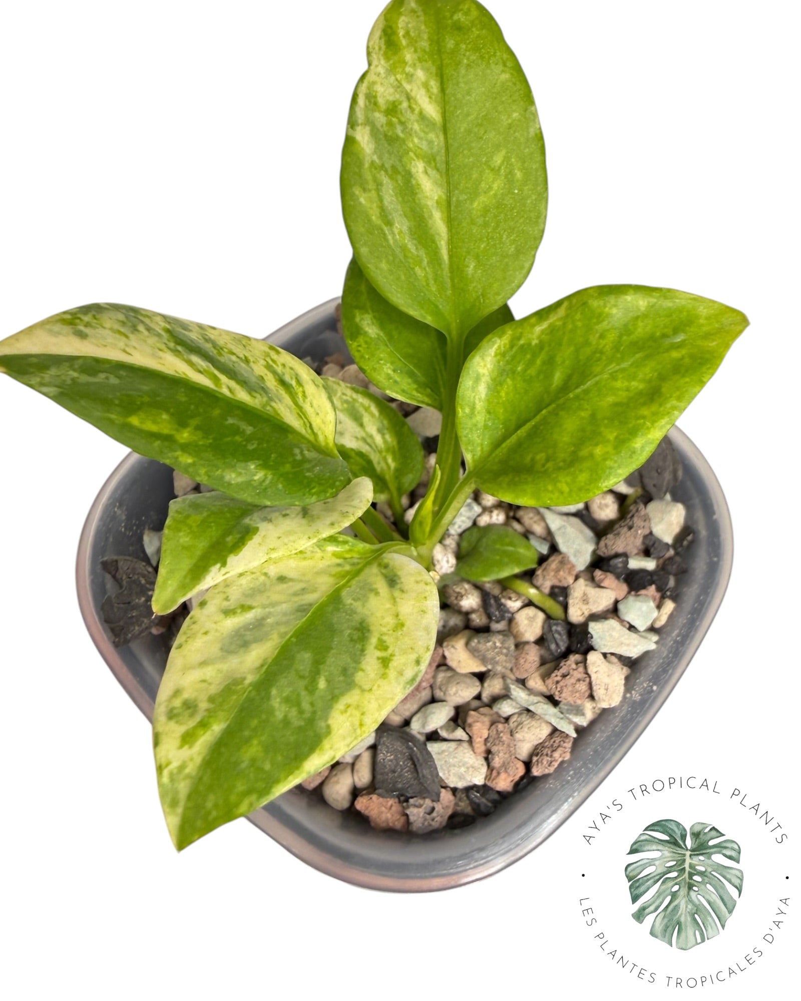 Anthurium Vittarifolium Variegated