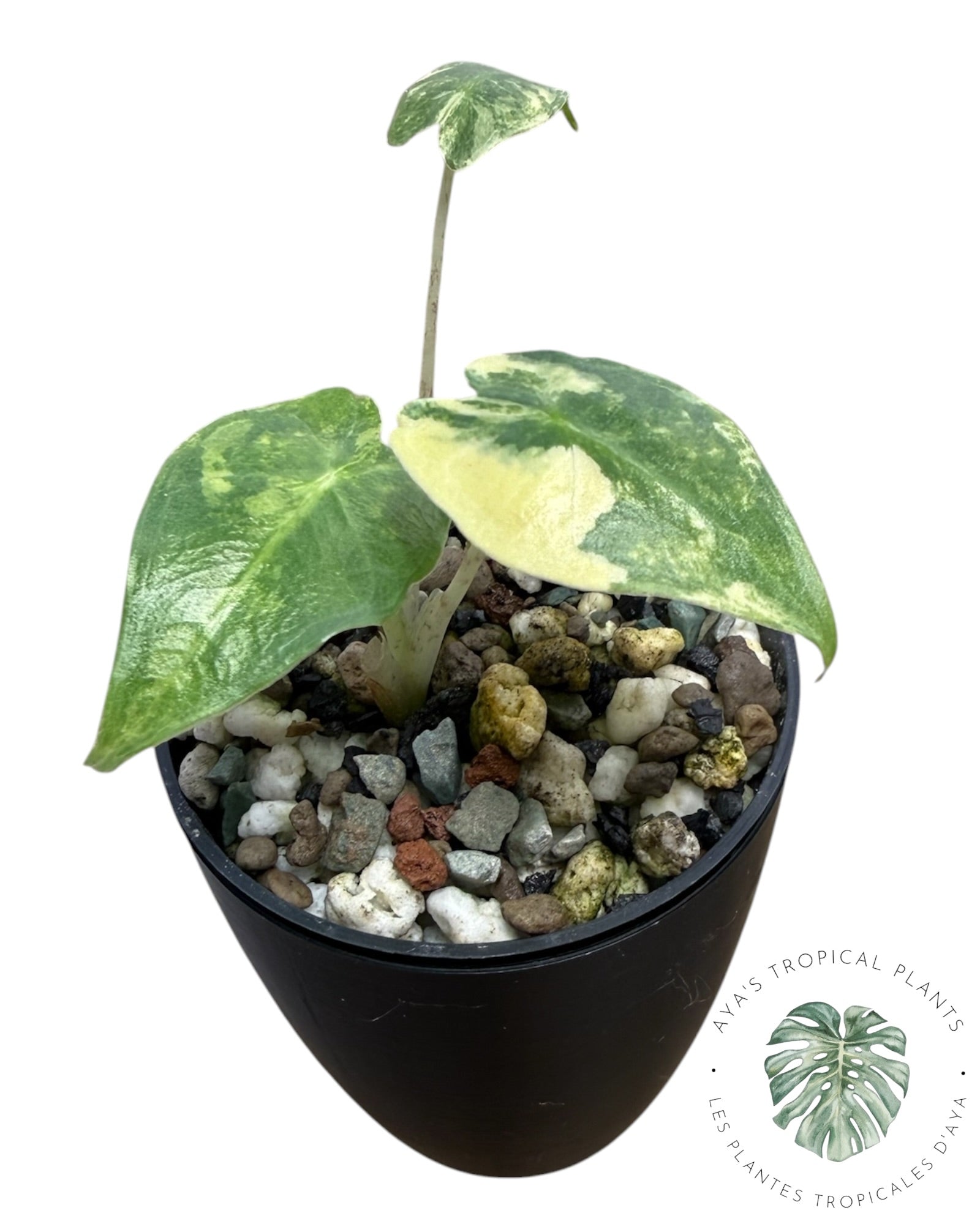 Alocasia Sarian Aurea