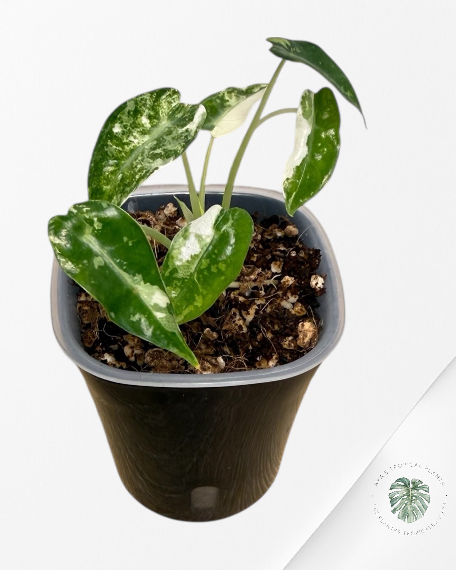 Alocasia Bambino Albo & Aurea Variegated