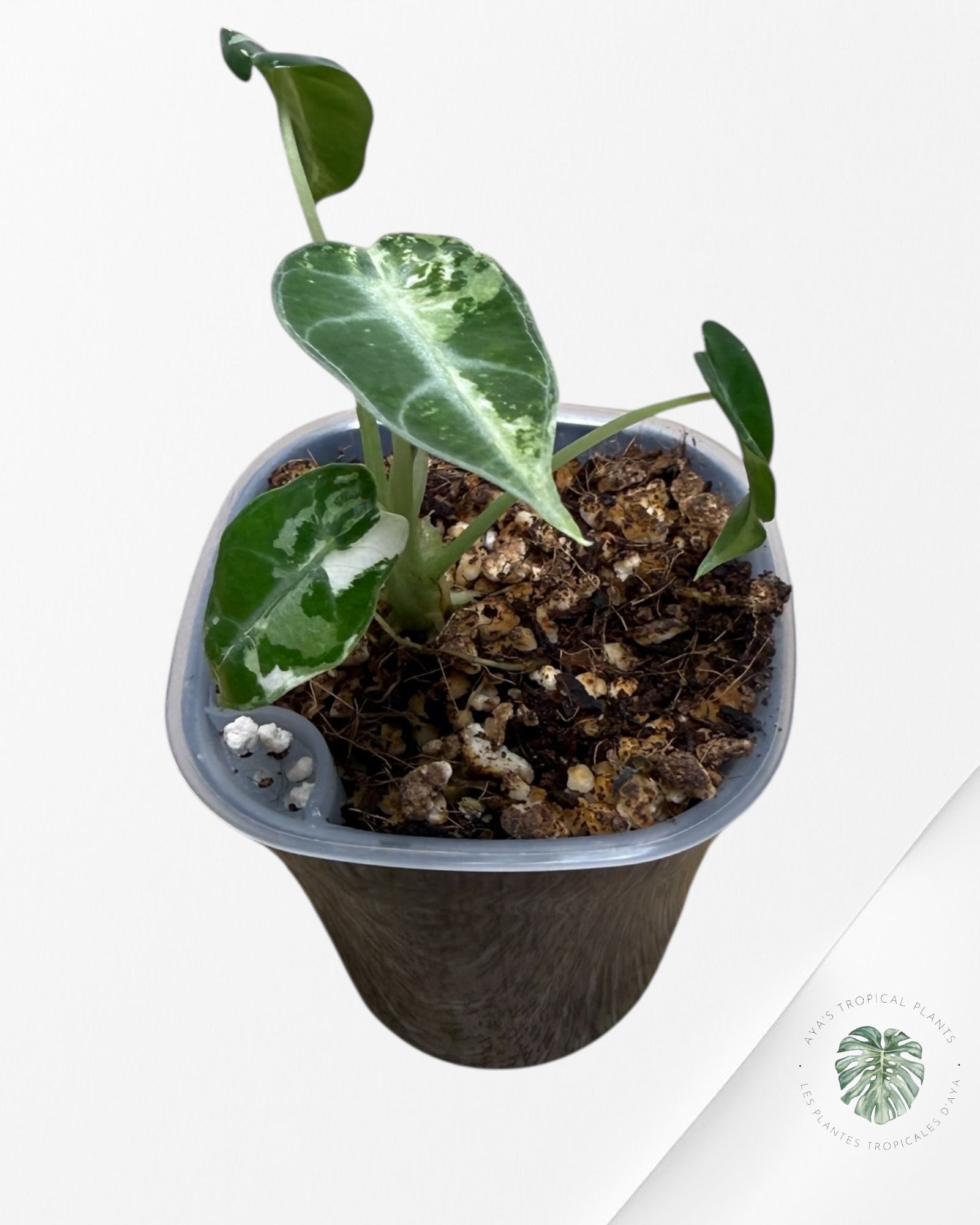 Alocasia Bambino Albo & Aurea Variegated