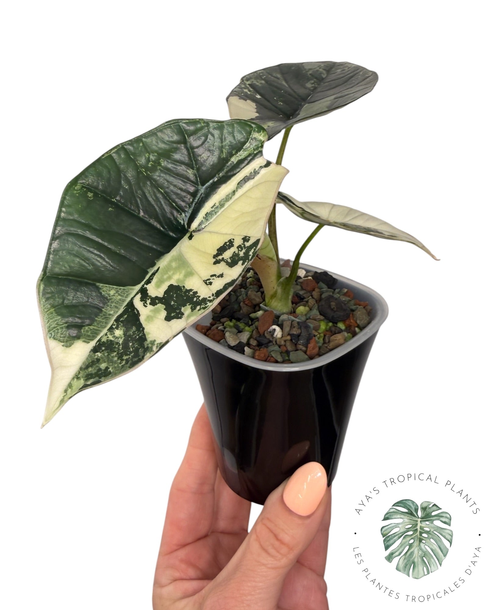 Alocasia Bisma Platinum Albo Variegated
