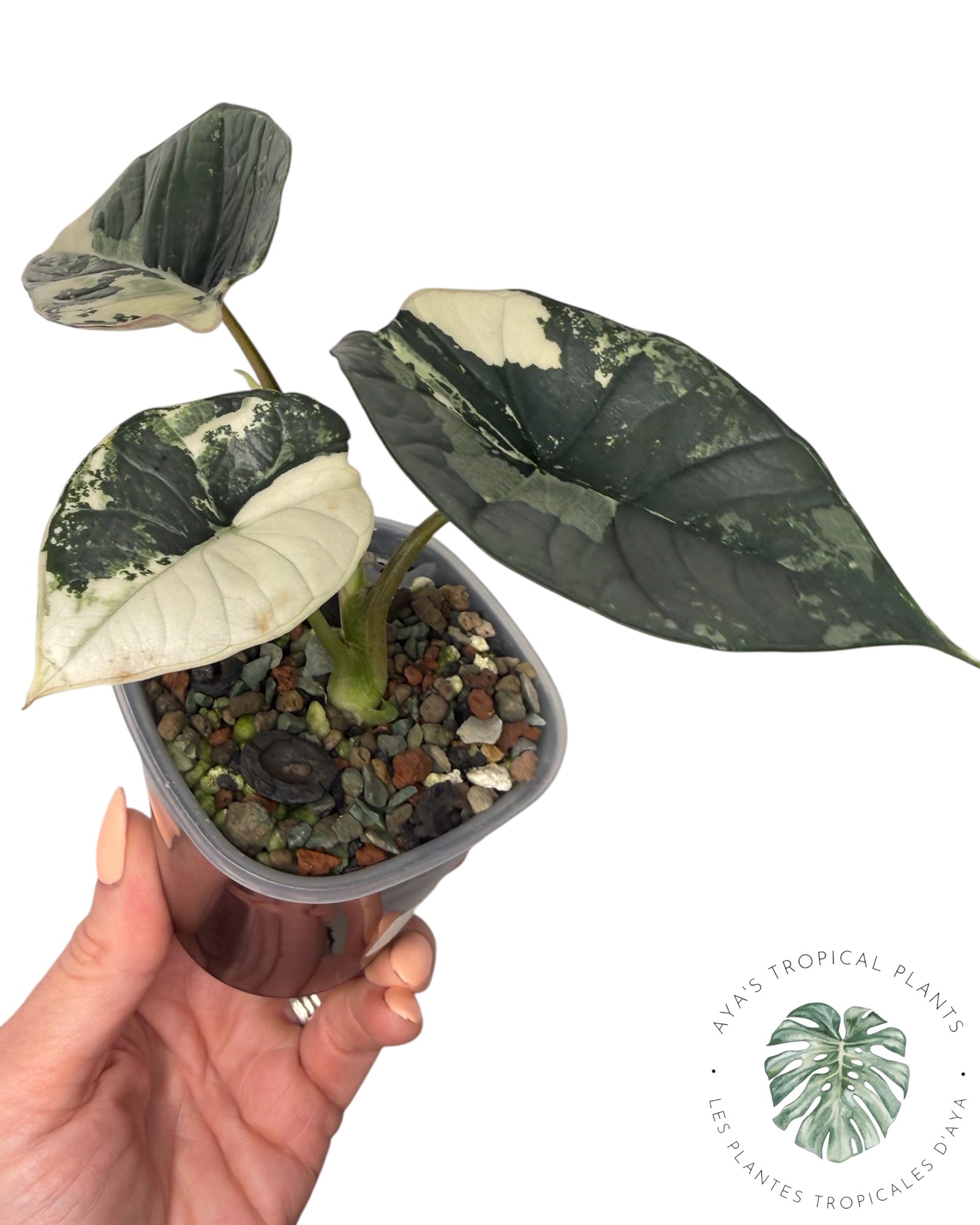 Alocasia Bisma Platinum Albo Variegated