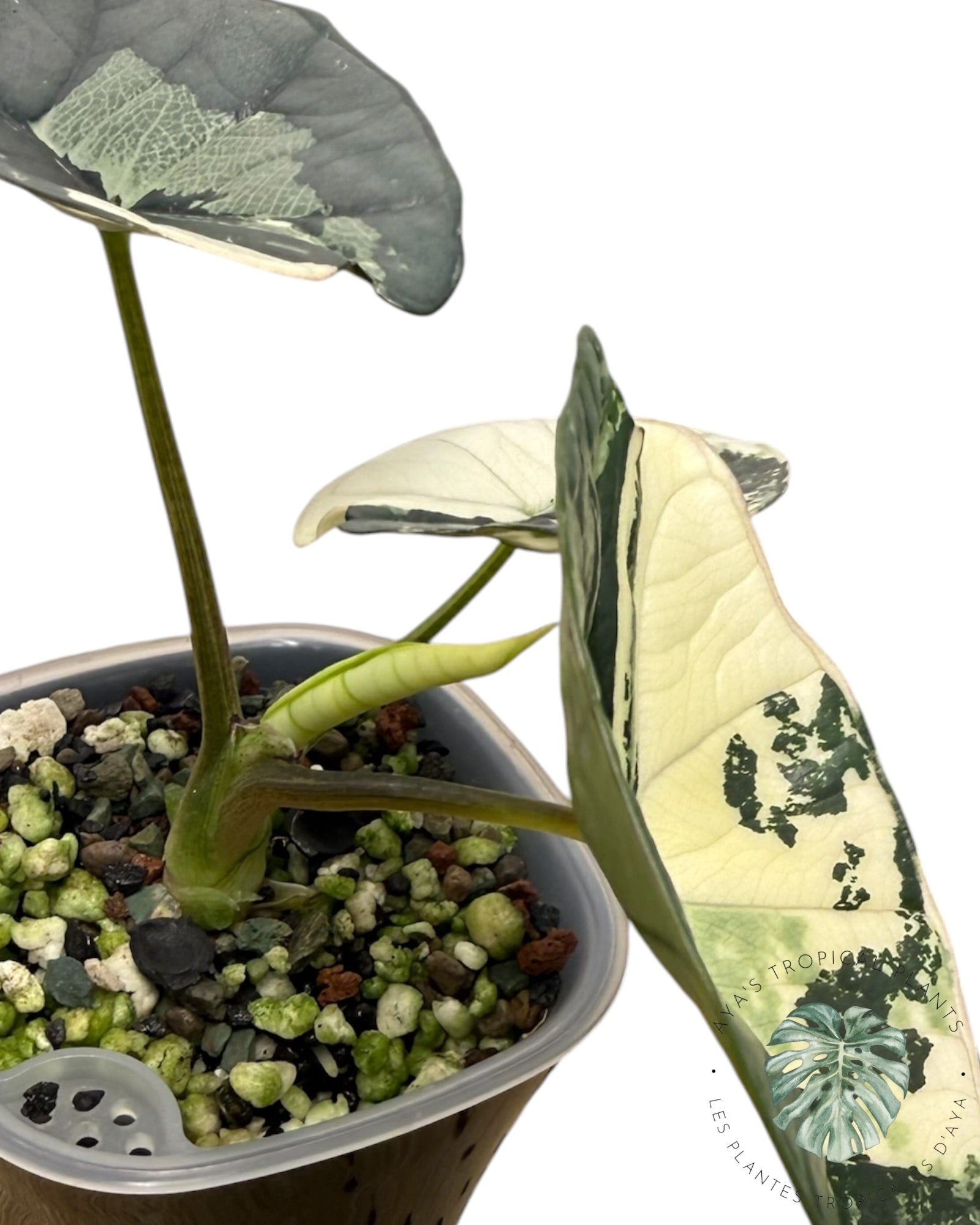 Alocasia Bisma Platinum Albo panaché