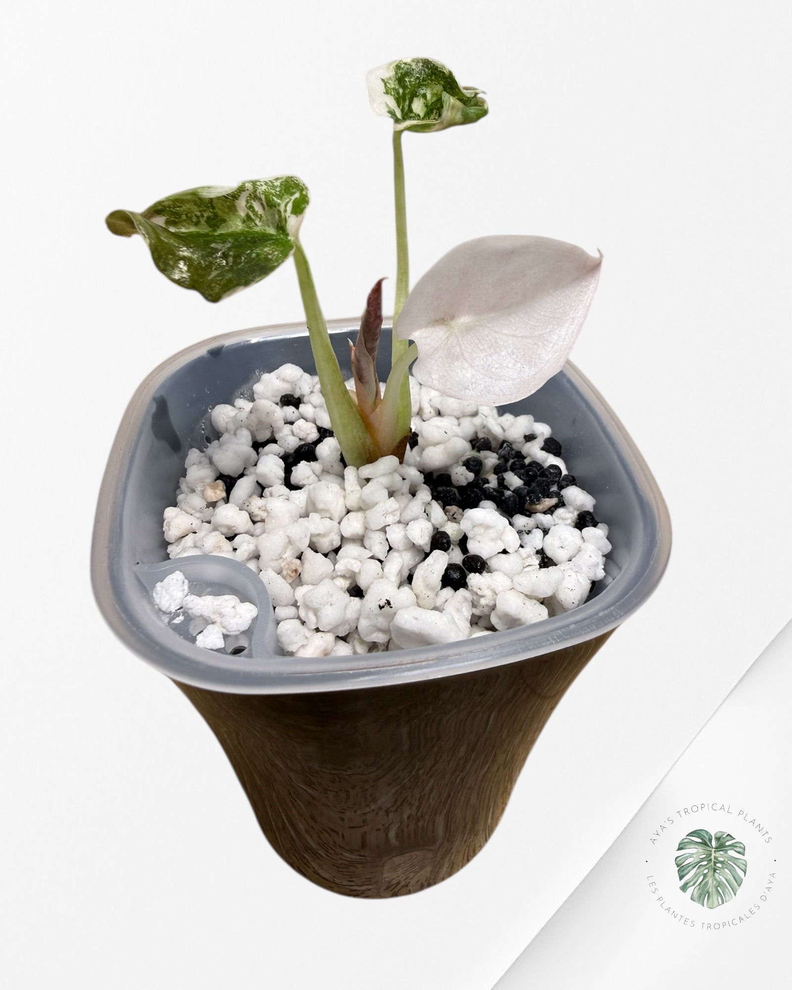 Alocasia Cuprea Albo|Pink Variegated