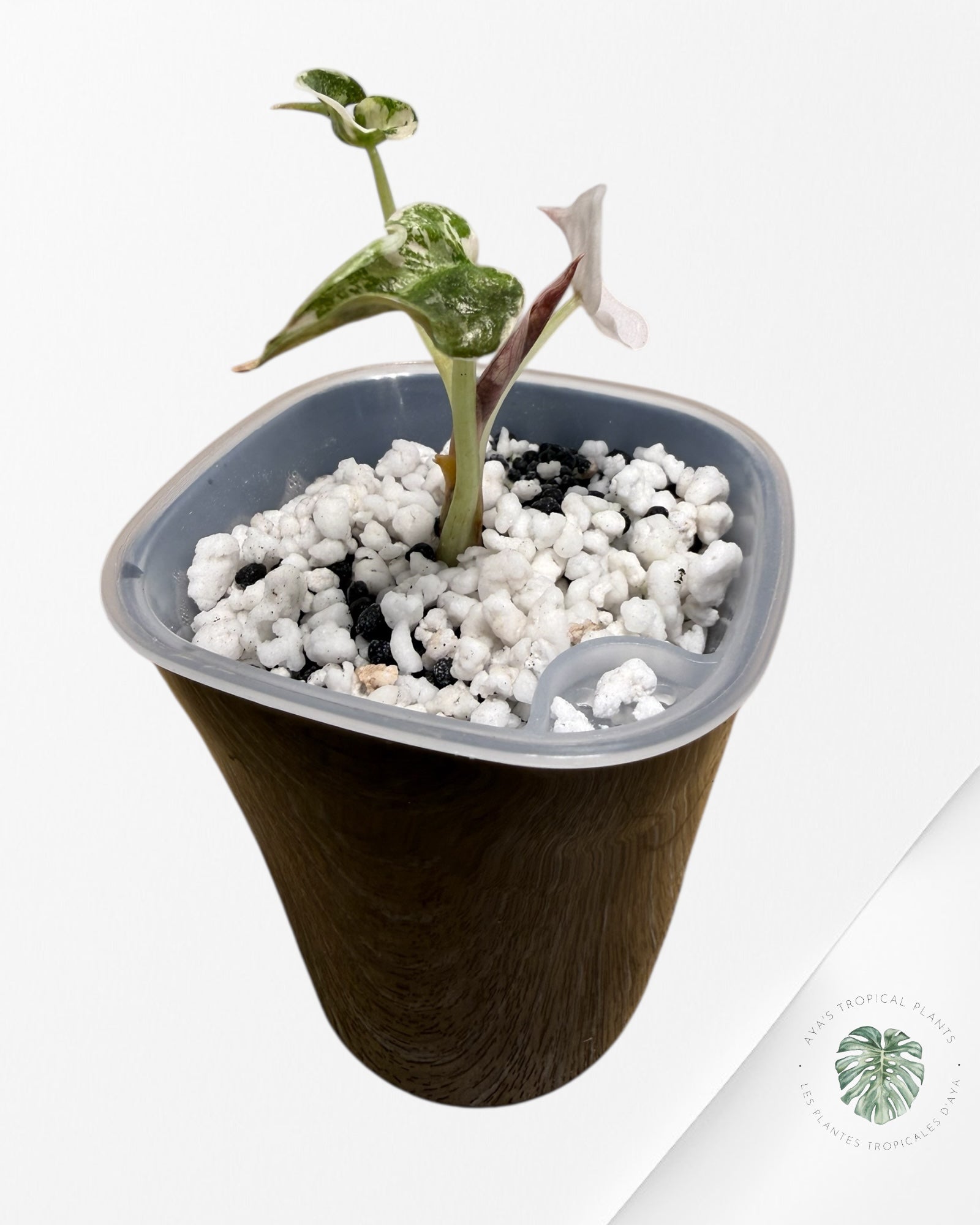 Alocasia Cuprea Albo|Pink Panached