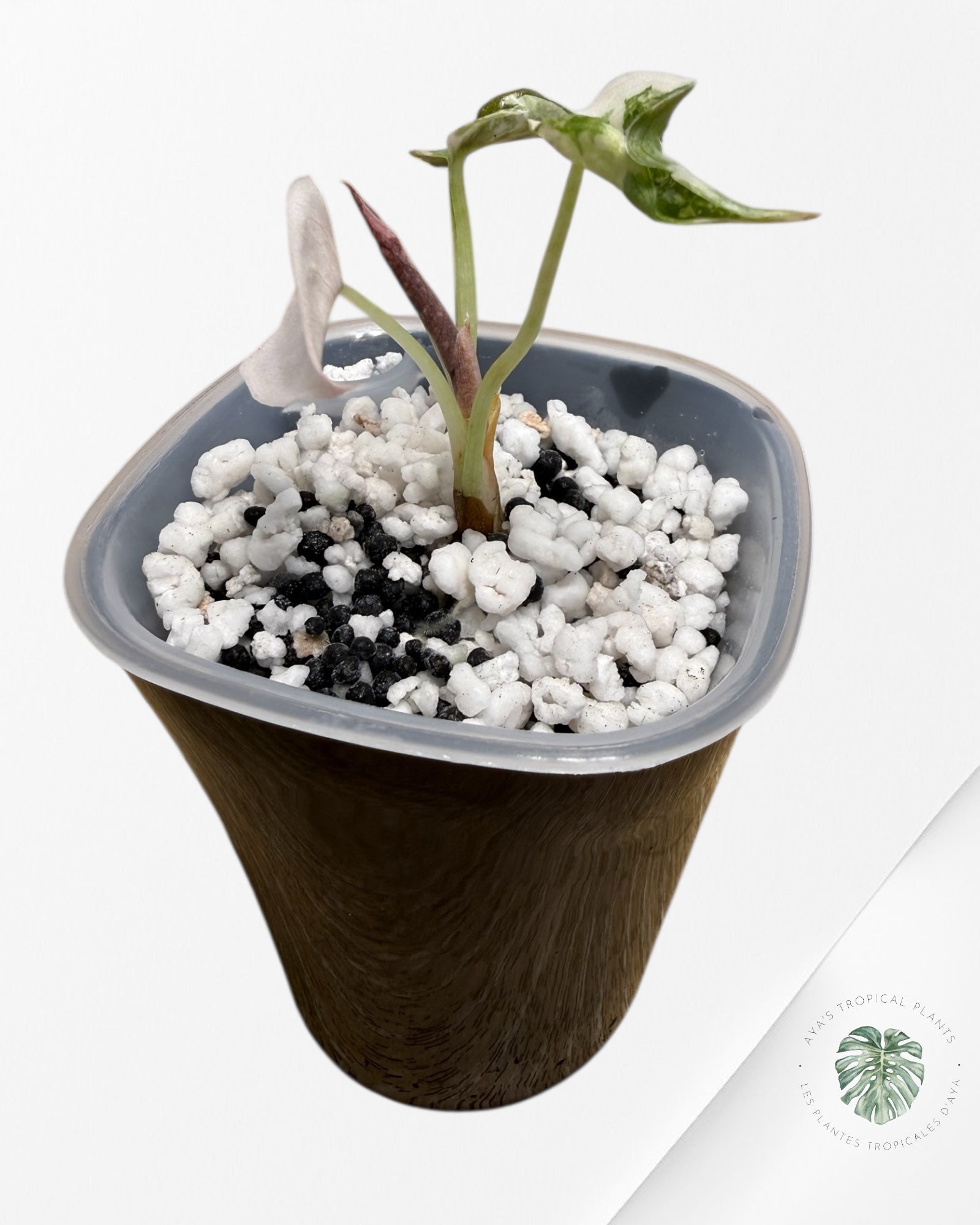 Alocasia Cuprea Albo|Pink Variegated