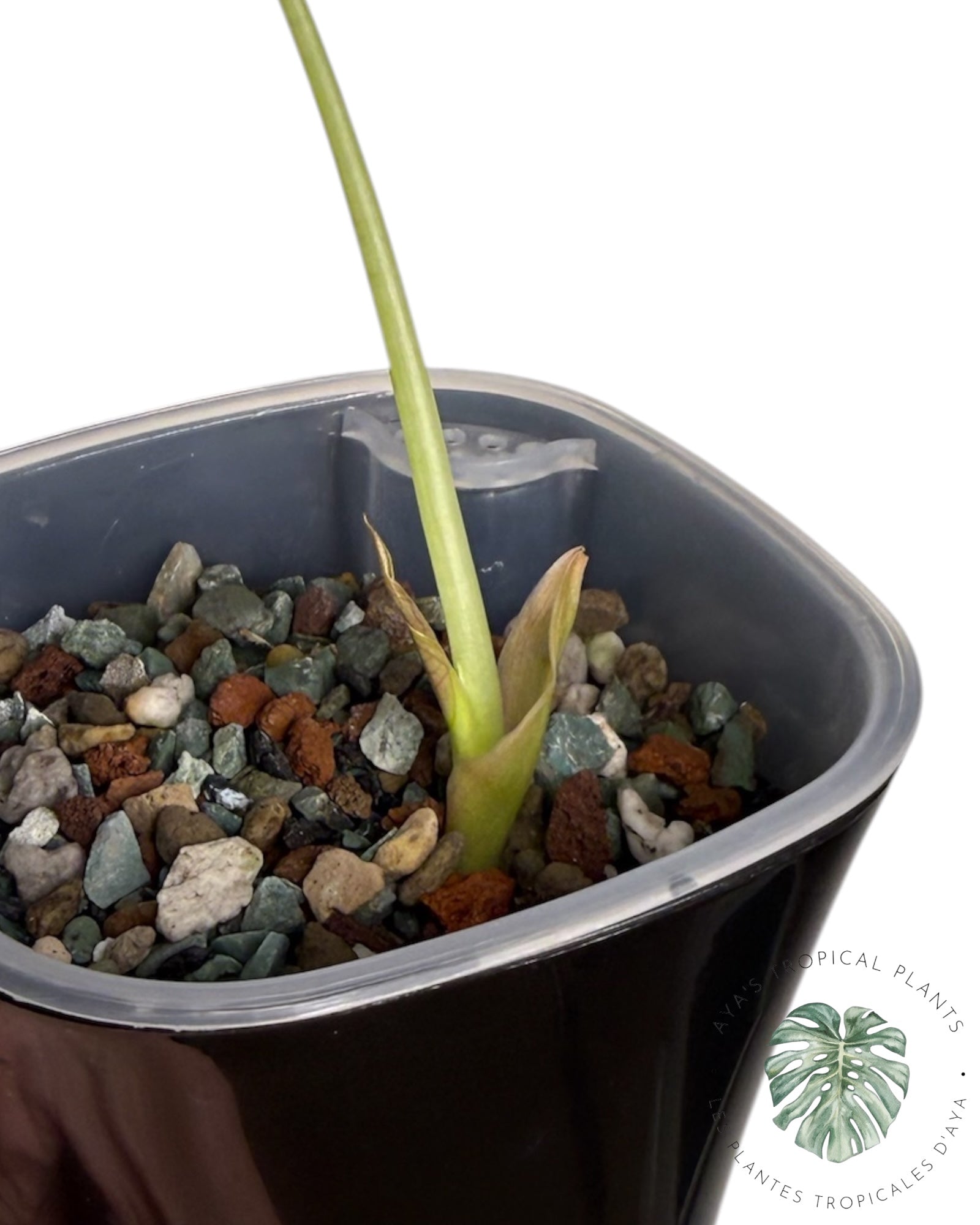 Alocasia Cuprea Golden Latte variegated