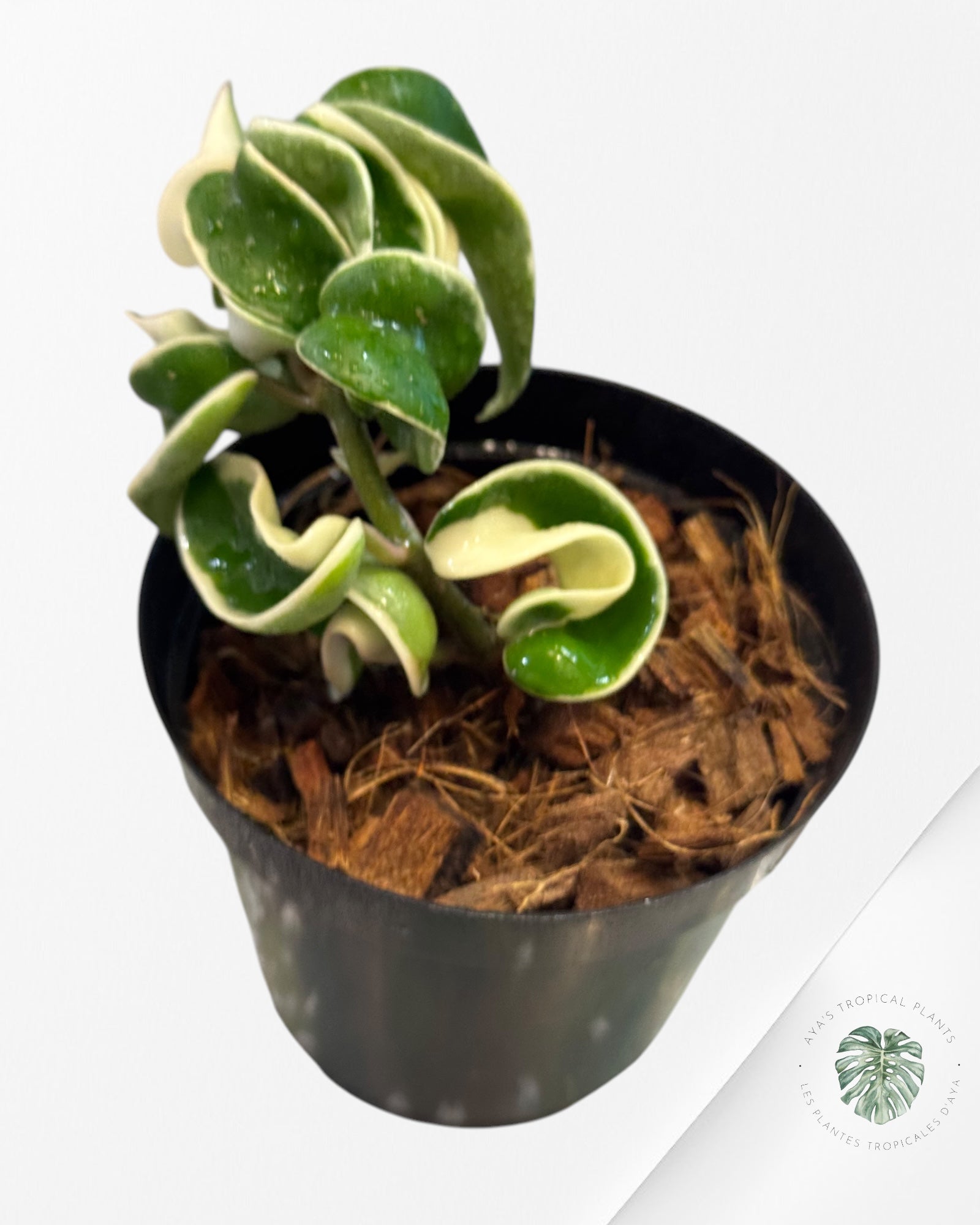 Hoya Carnosa Compacta (variée extérieure)