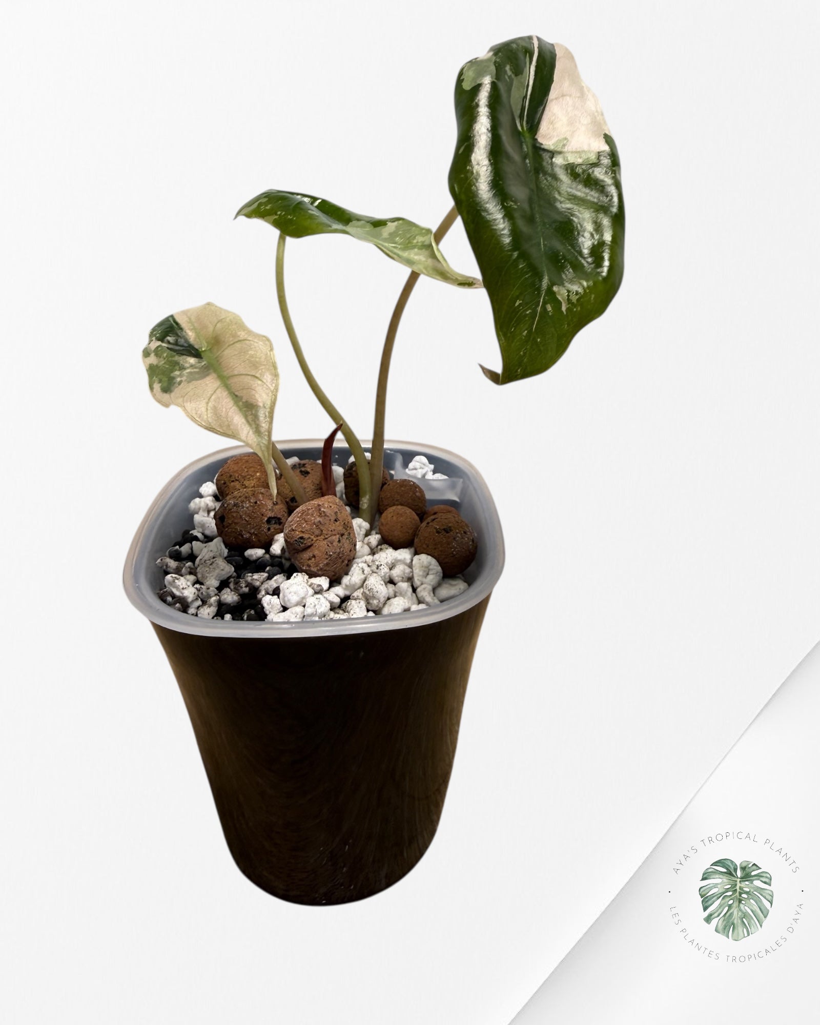 Alocasia Chantrieri Pink Variegated