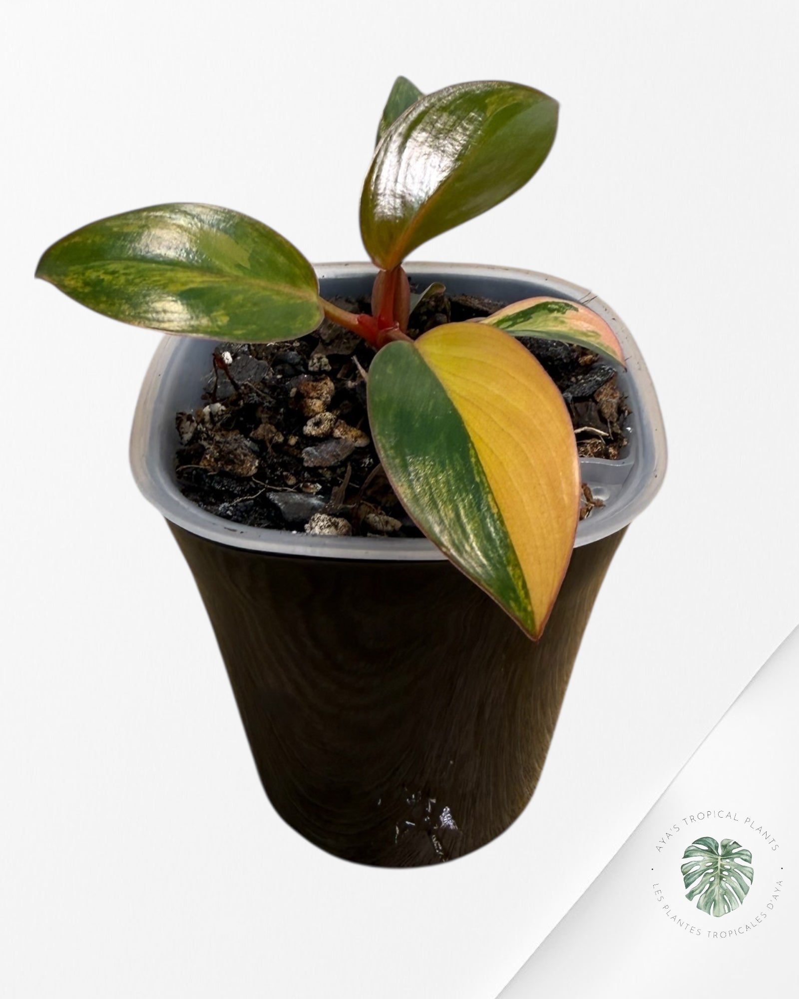 Philodendron Red Congo Variegated