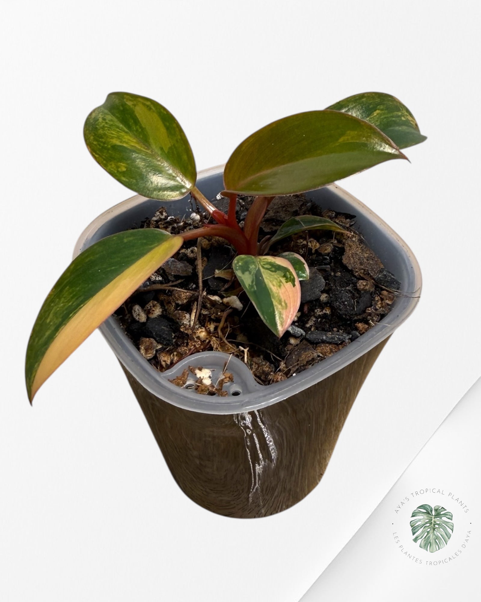 Philodendron Red Congo Variegated