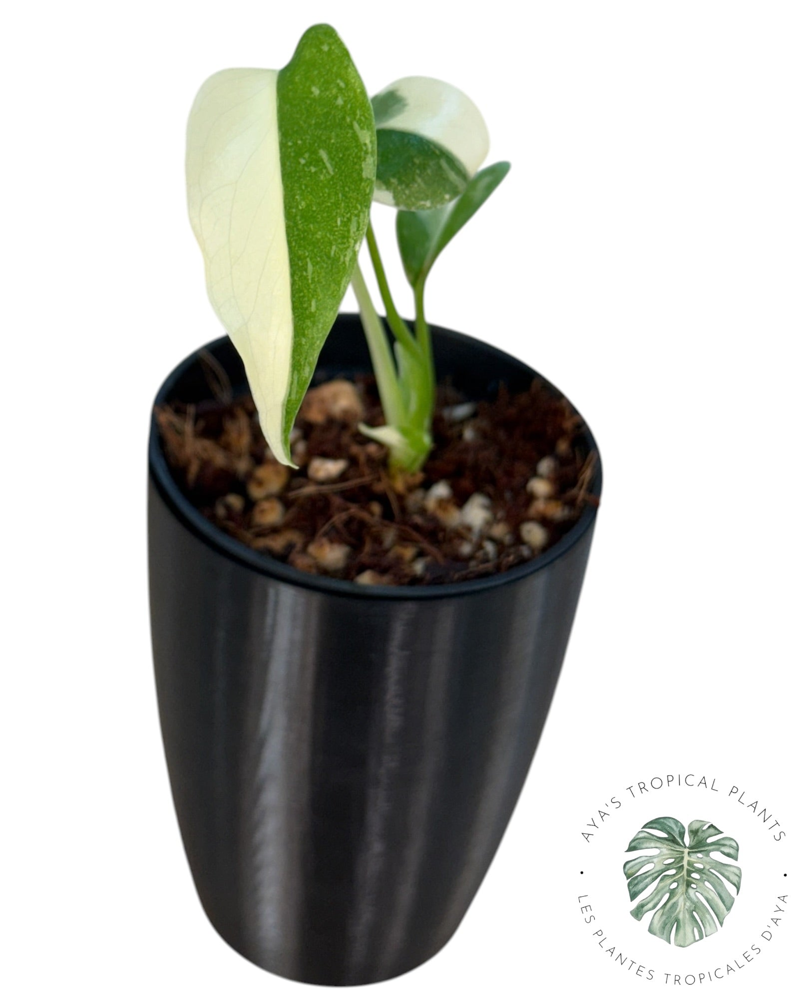Monstera Thai Constellation Creme Brûlée