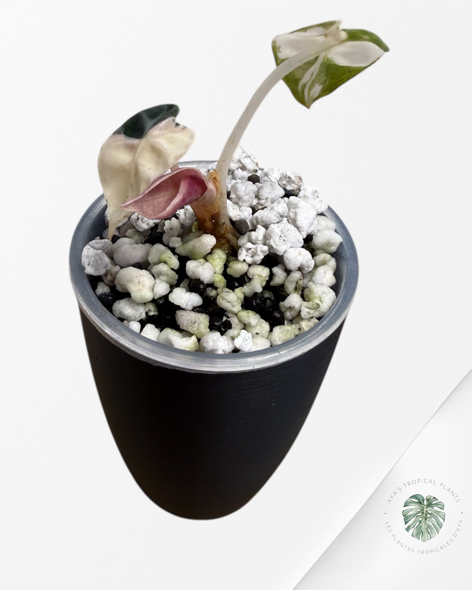 Alocasia Heart Balloon Pink variegated