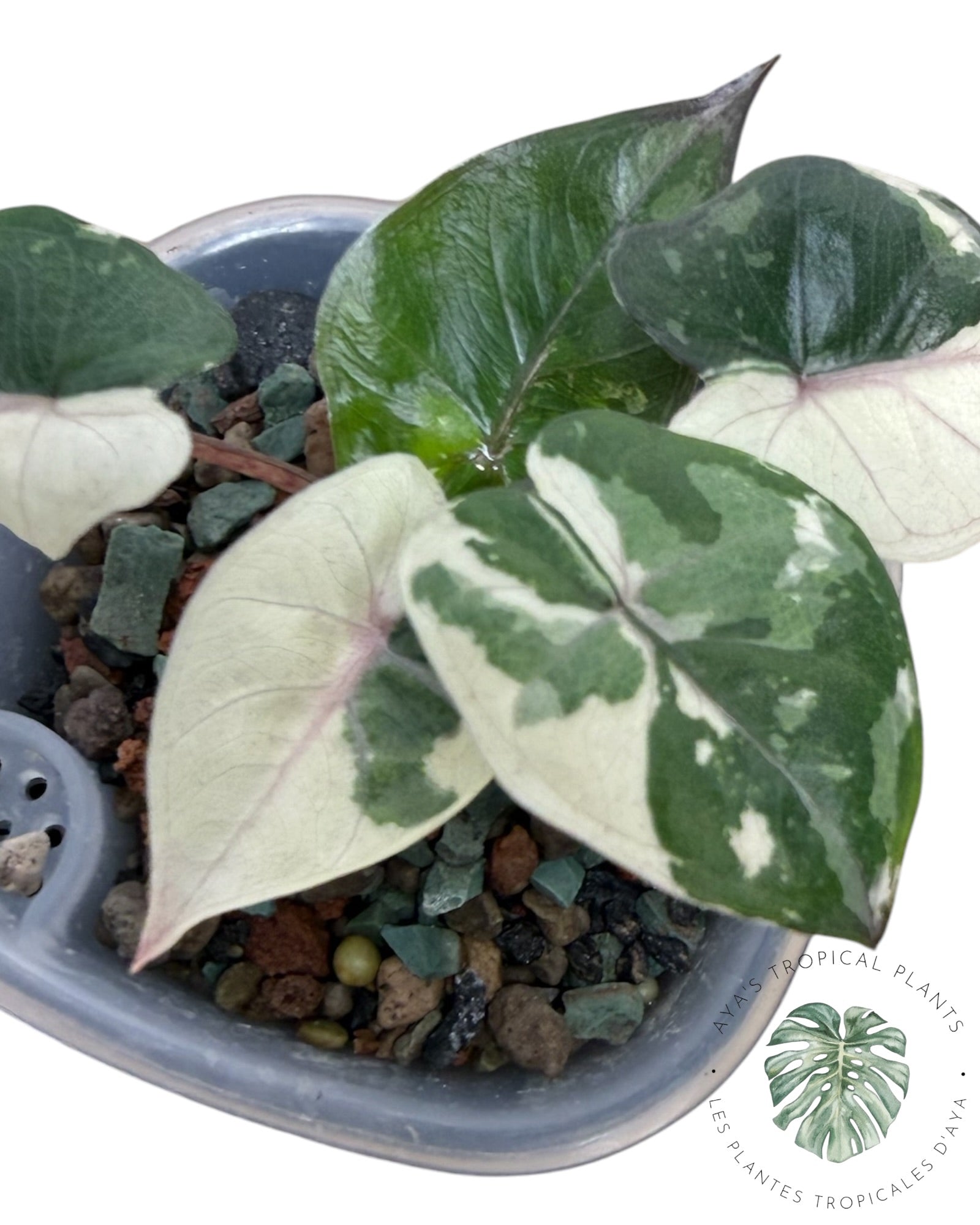 Alocasia Yucatan Princess Panachée