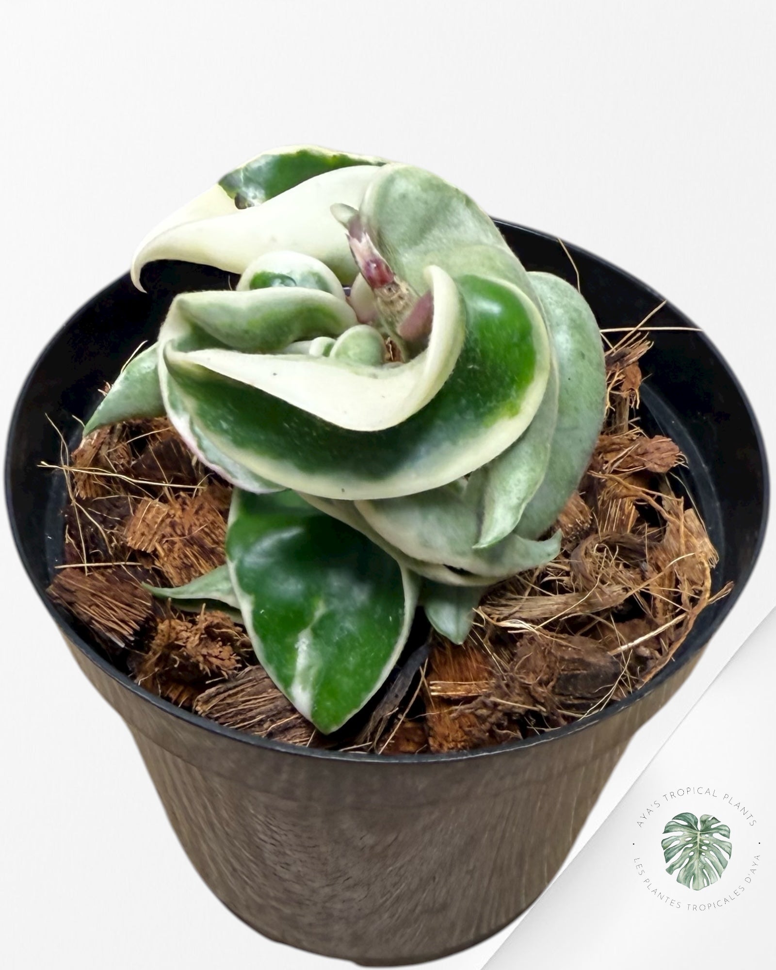 Hoya Carnosa Compacta | Outer Variegated