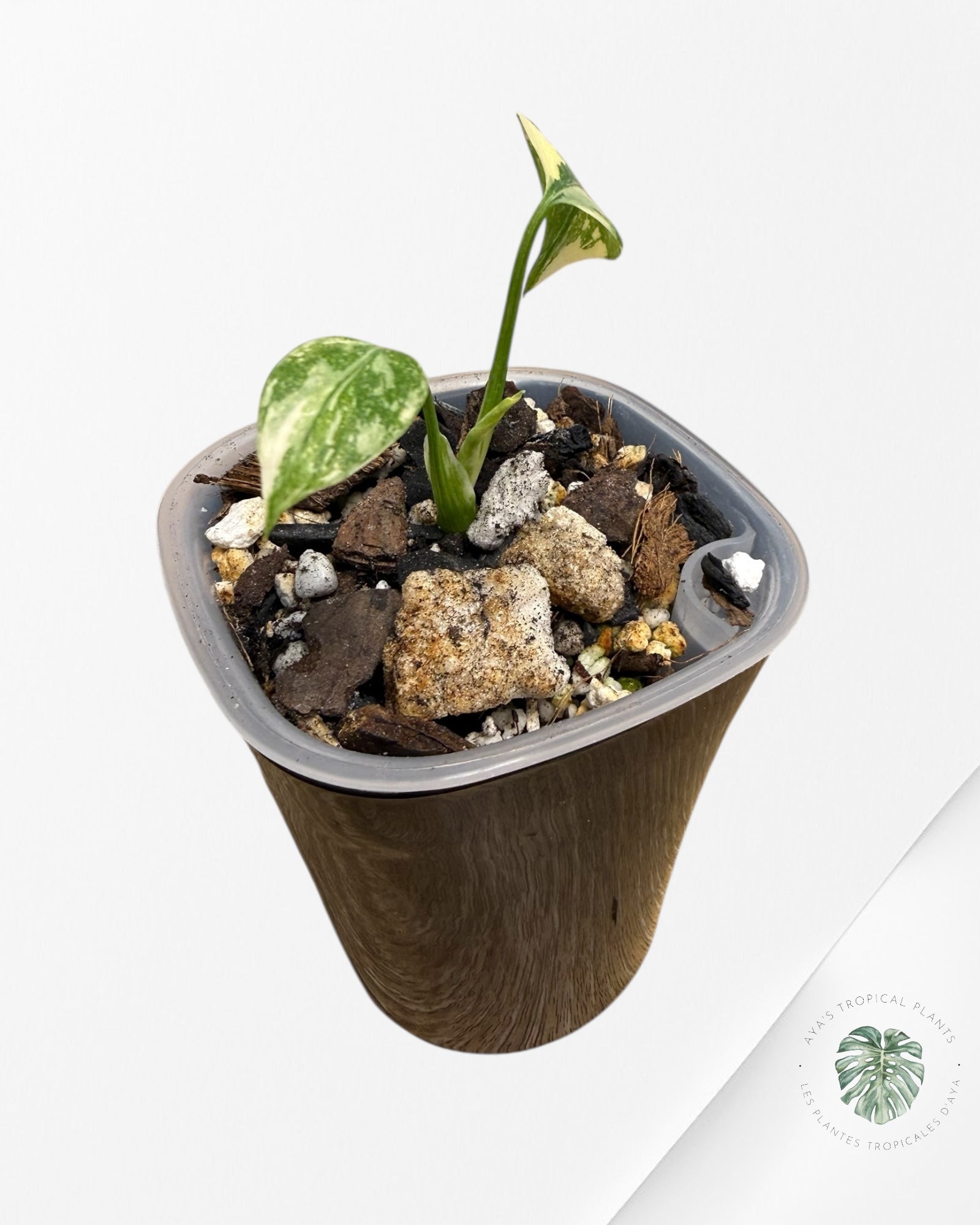 Monstera Thai Constellation Creme Brûlée