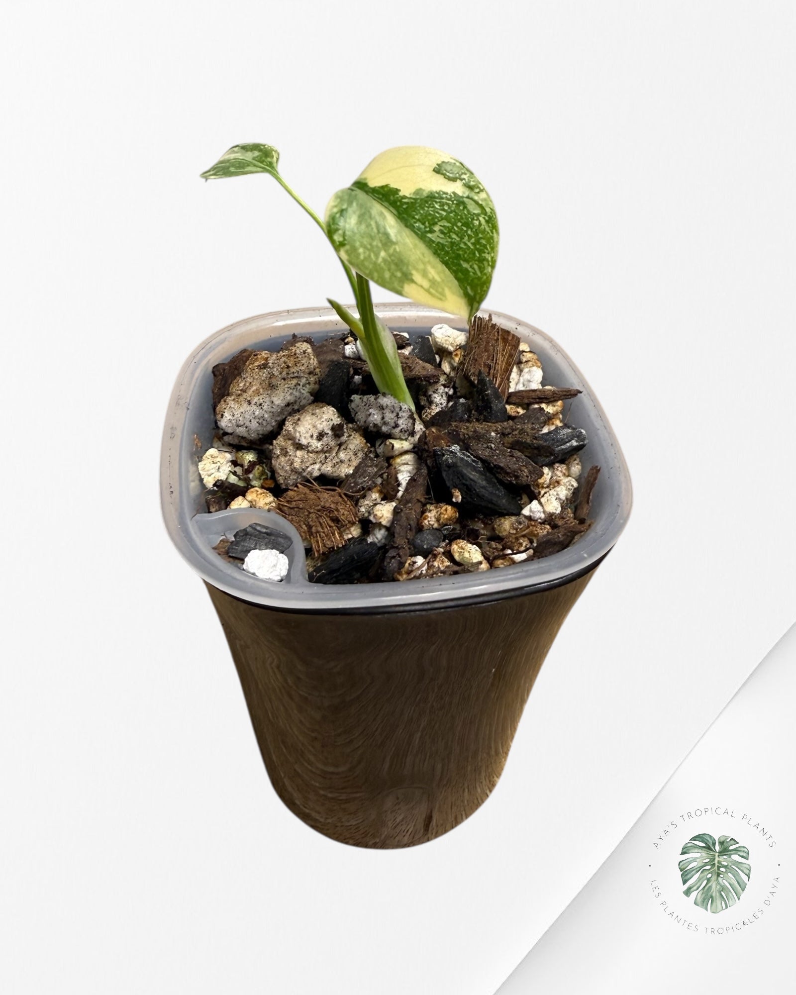 Monstera Thai Constellation Creme Brûlée