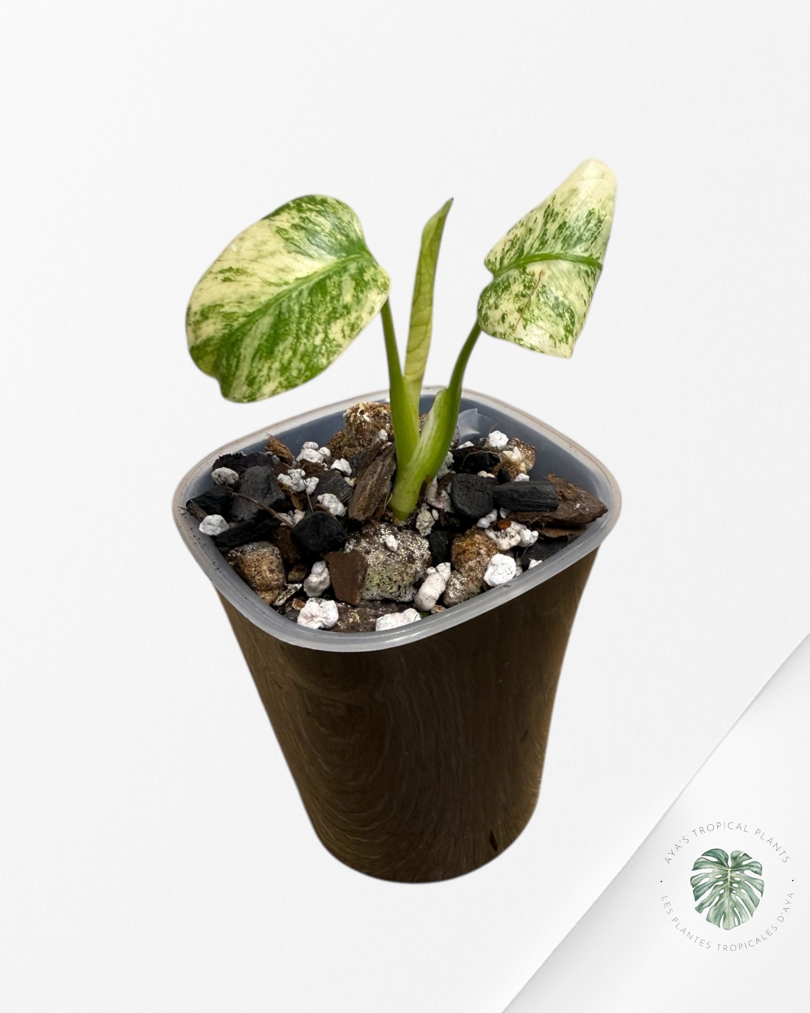 Monstera ‘White Mint’