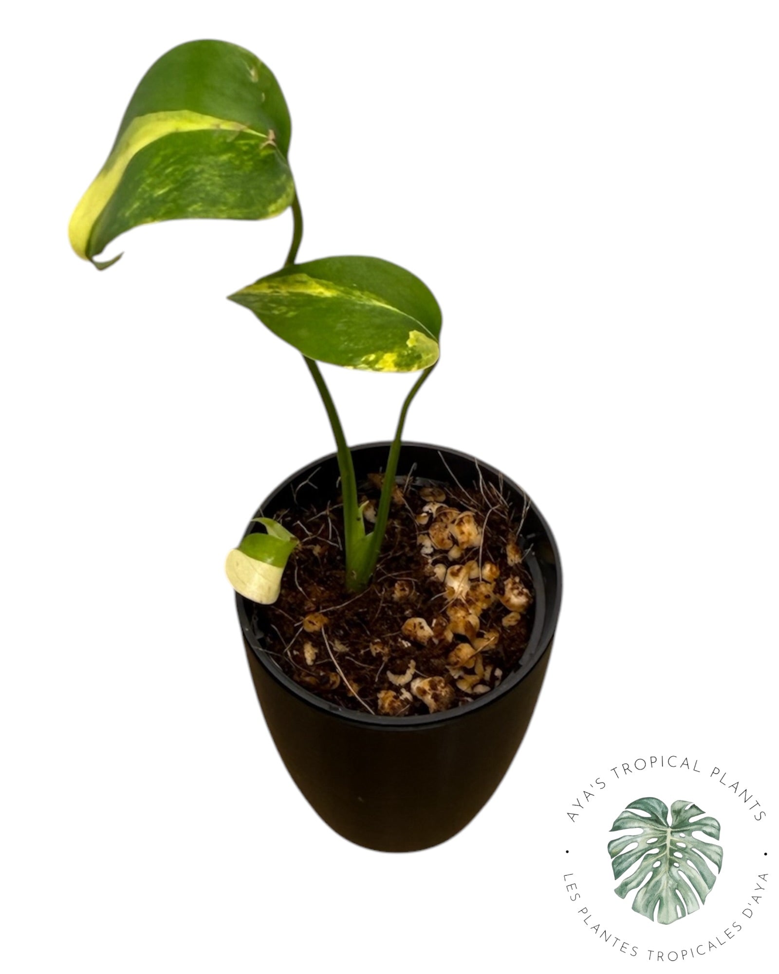 Monstera Aurea panaché