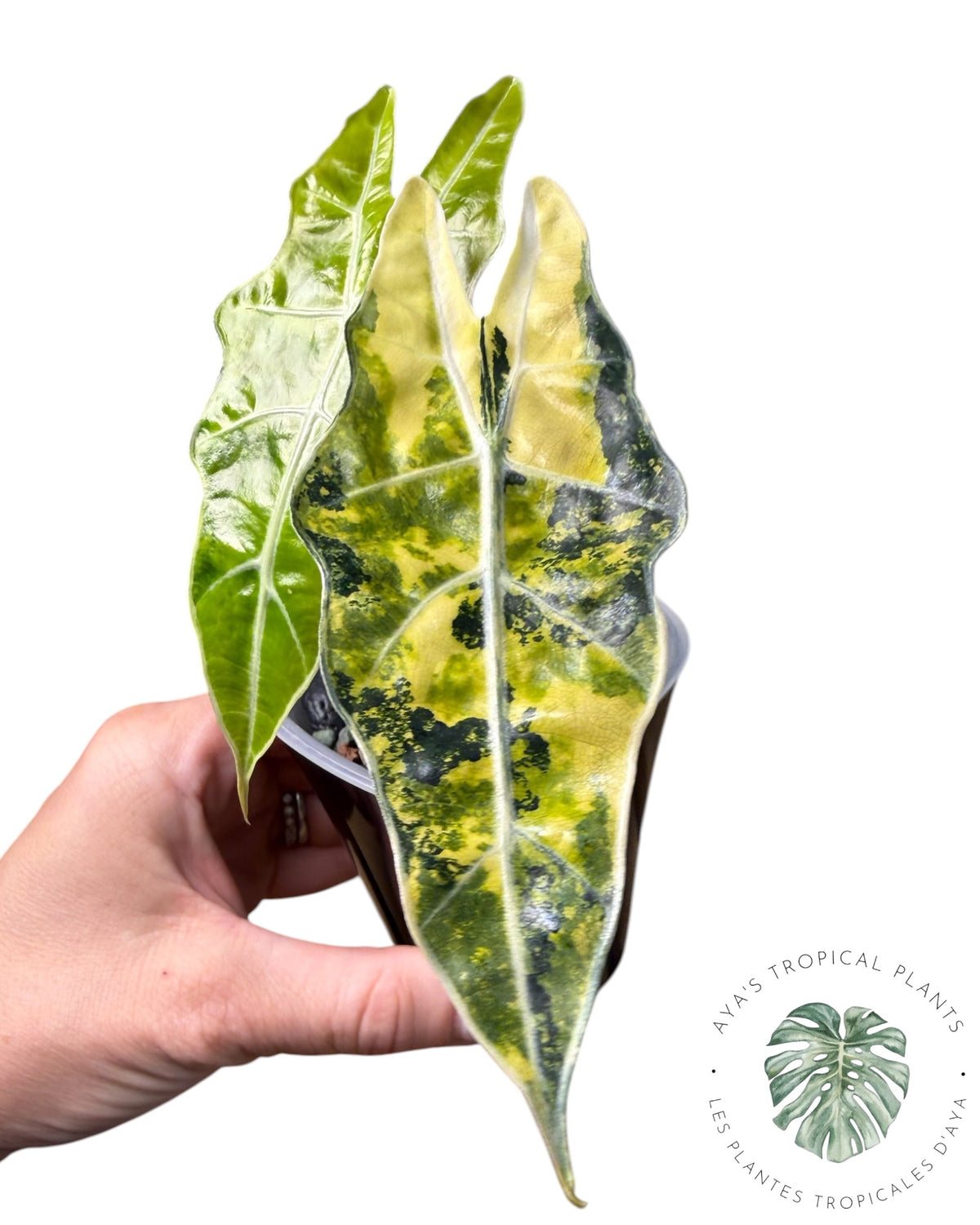 Alocasia Sanderiana ‘Bull’ Aurea Variegated