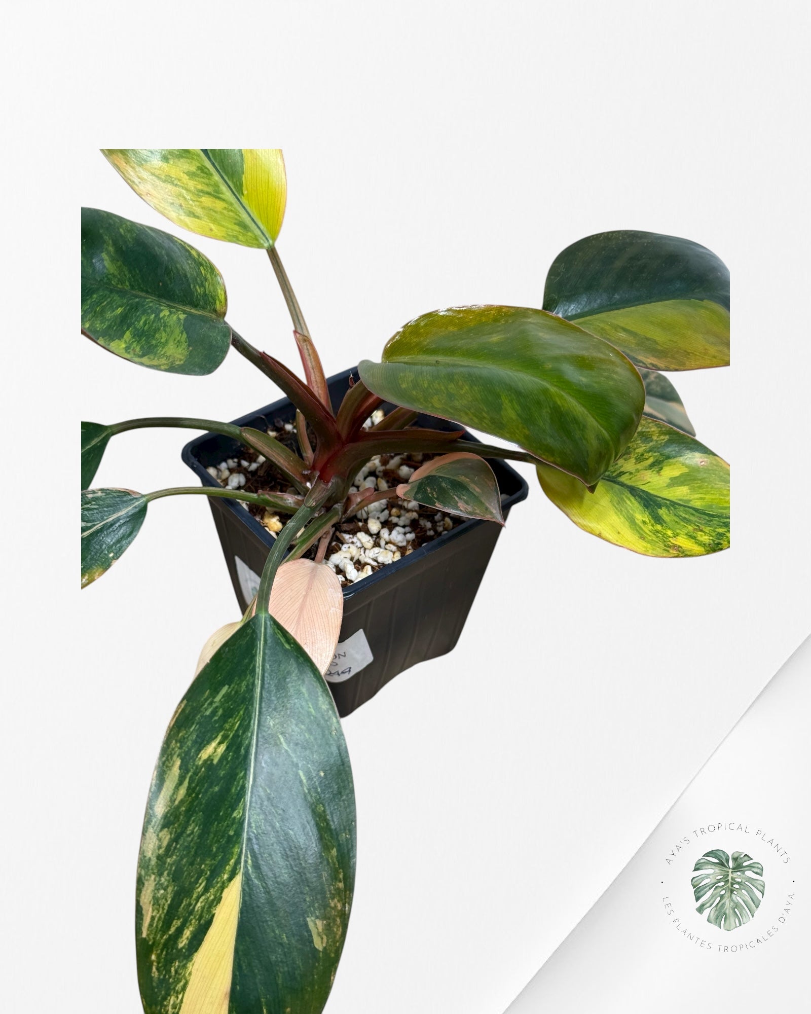 Philodendron 'Red Congo' variegated | Aroid | Aya's Tropical Plants