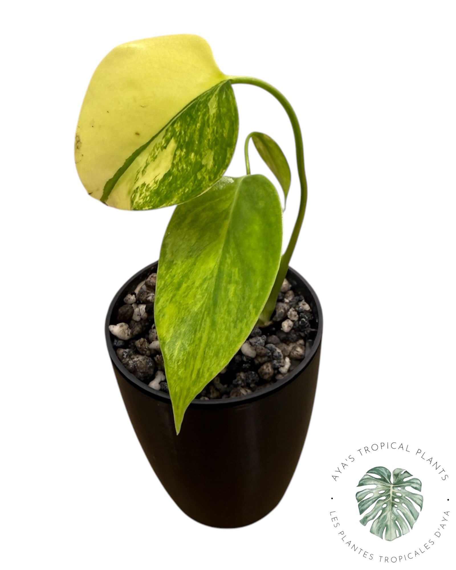 Monstera Aurea panaché