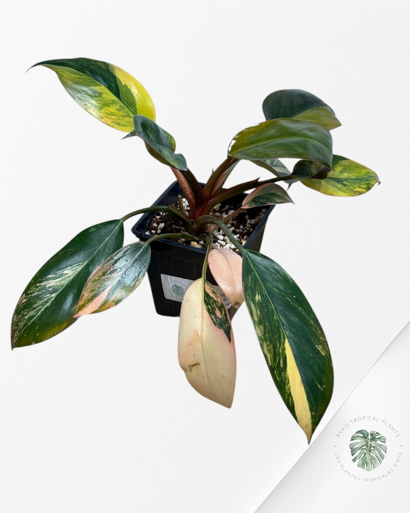 Philodendron 'Red Congo' variegated | Aroid | Aya's Tropical Plants