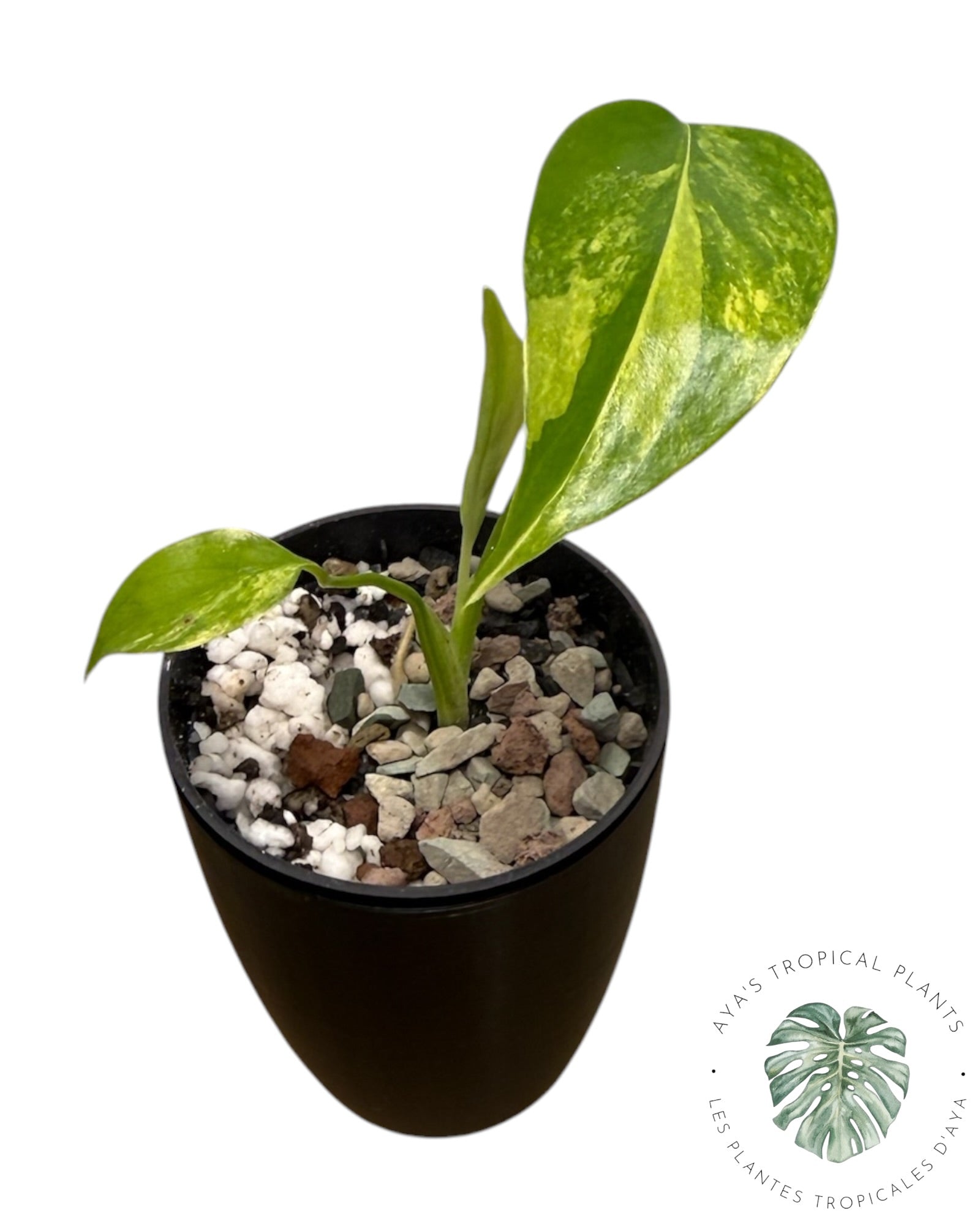 Monstera Aurea panaché