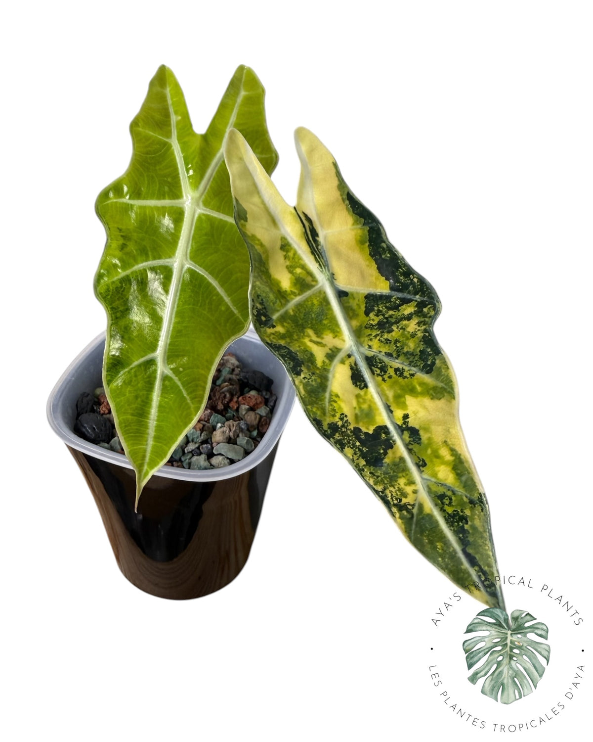 Alocasia Sanderiana ‘Bull’ Aurea Variegated