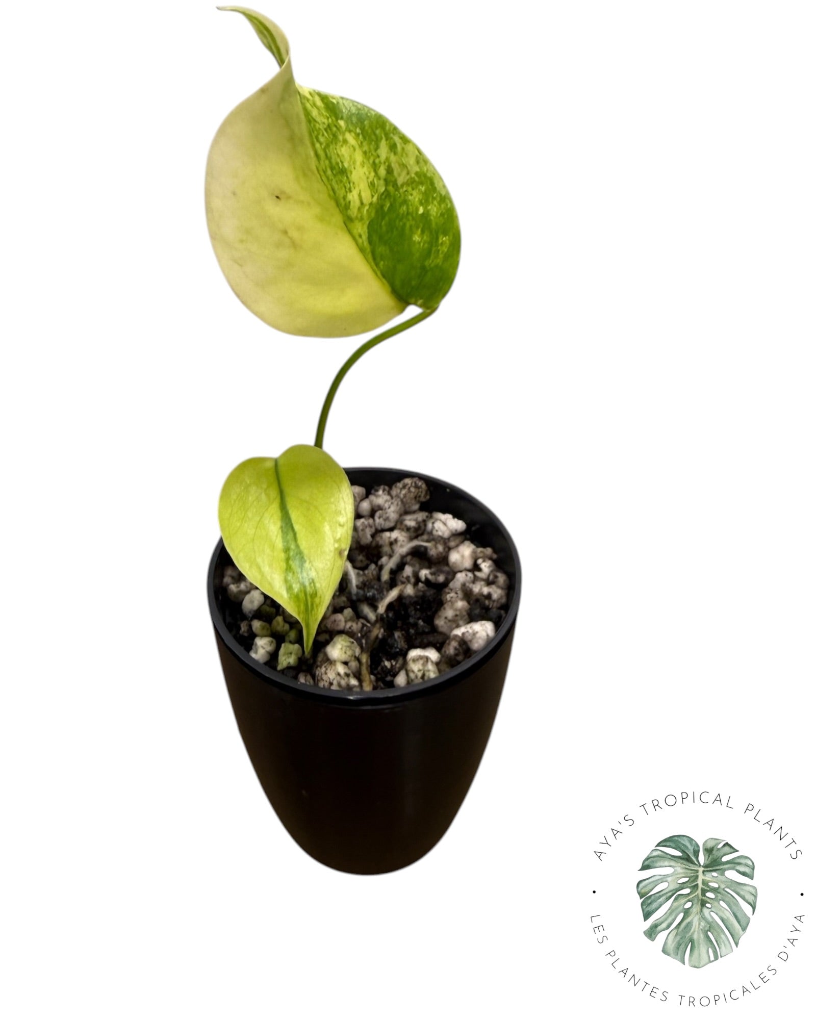 Monstera Aurea panaché