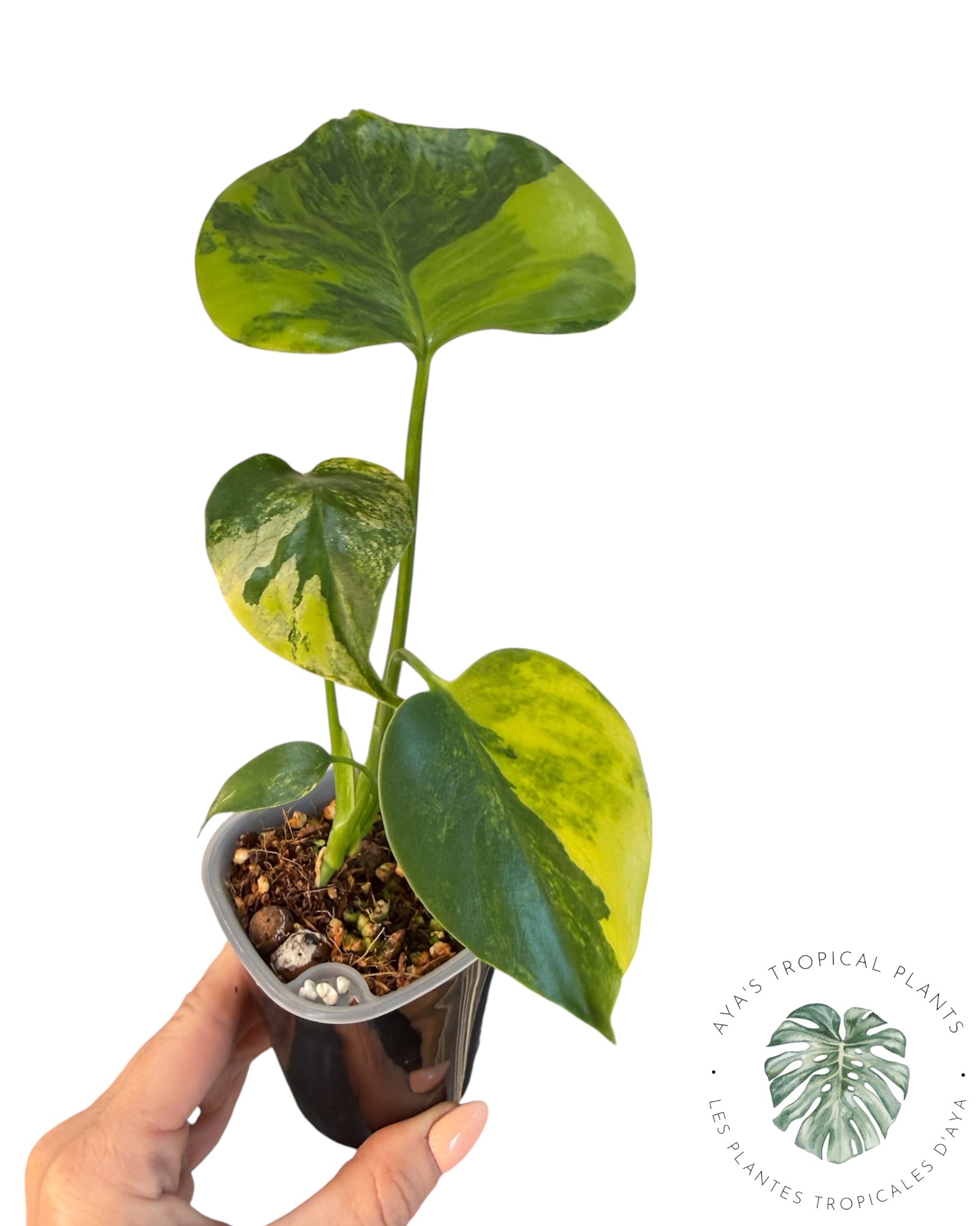 Monstera Aurea Variegated