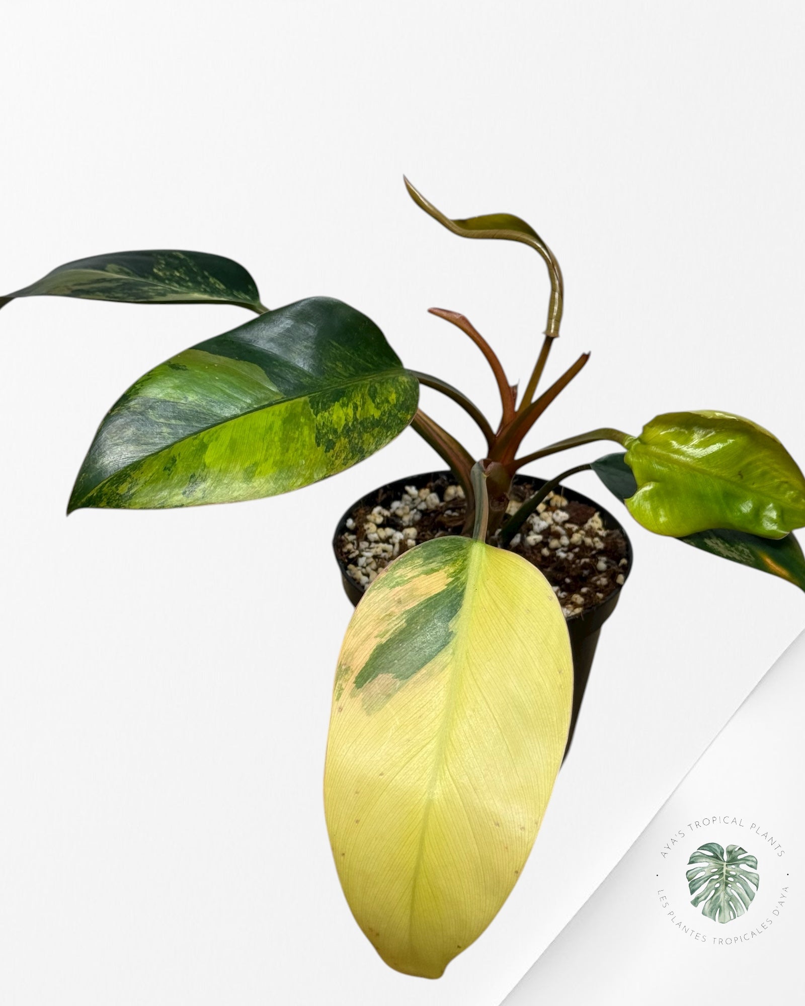 Philodendron 'Red Congo' variegated | Aroid | Aya's Tropical Plants