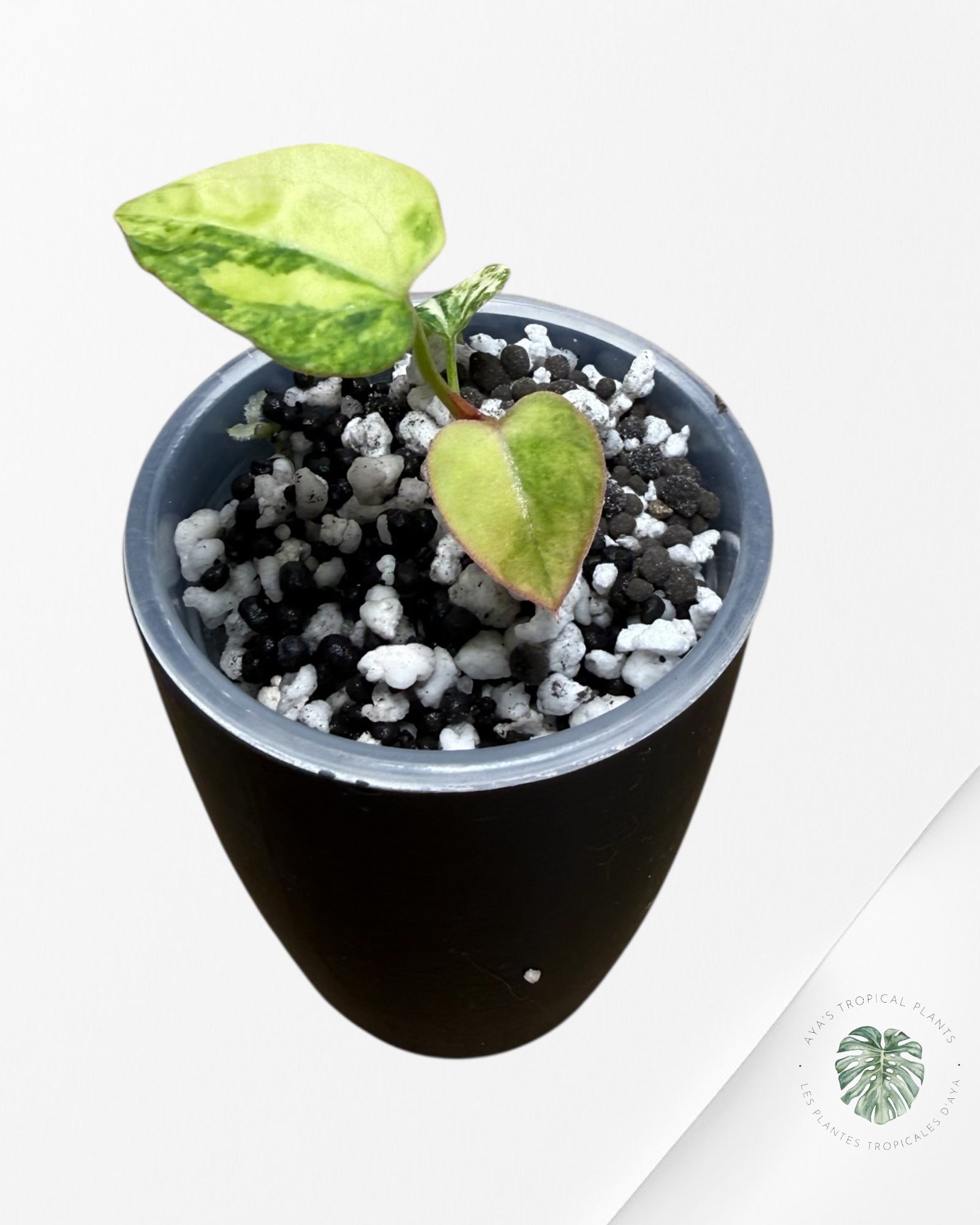 Anthurium Papillilaminum X Magnificum Variegated